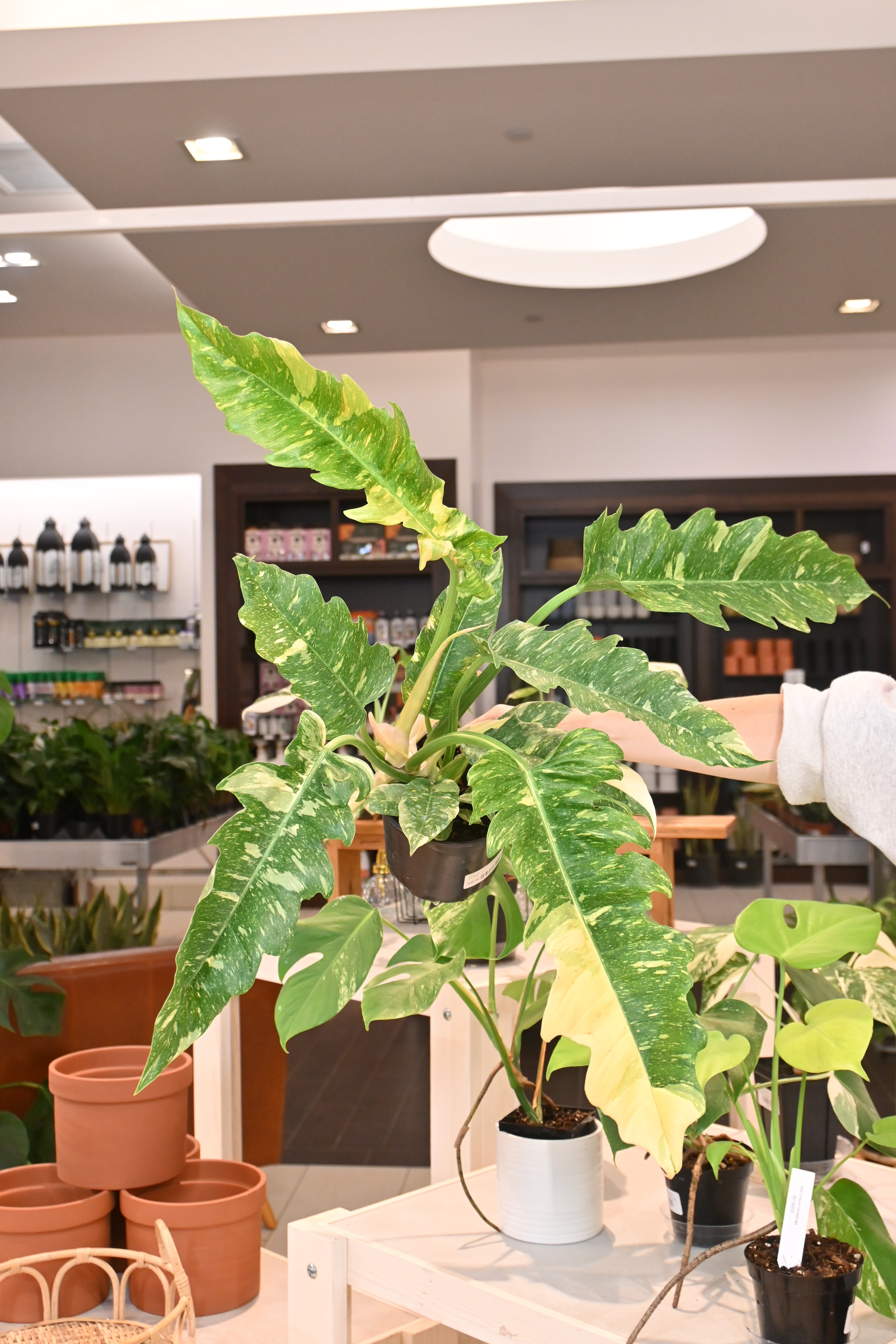 Philodendron Ring of Fire – Lost in the Forrest
