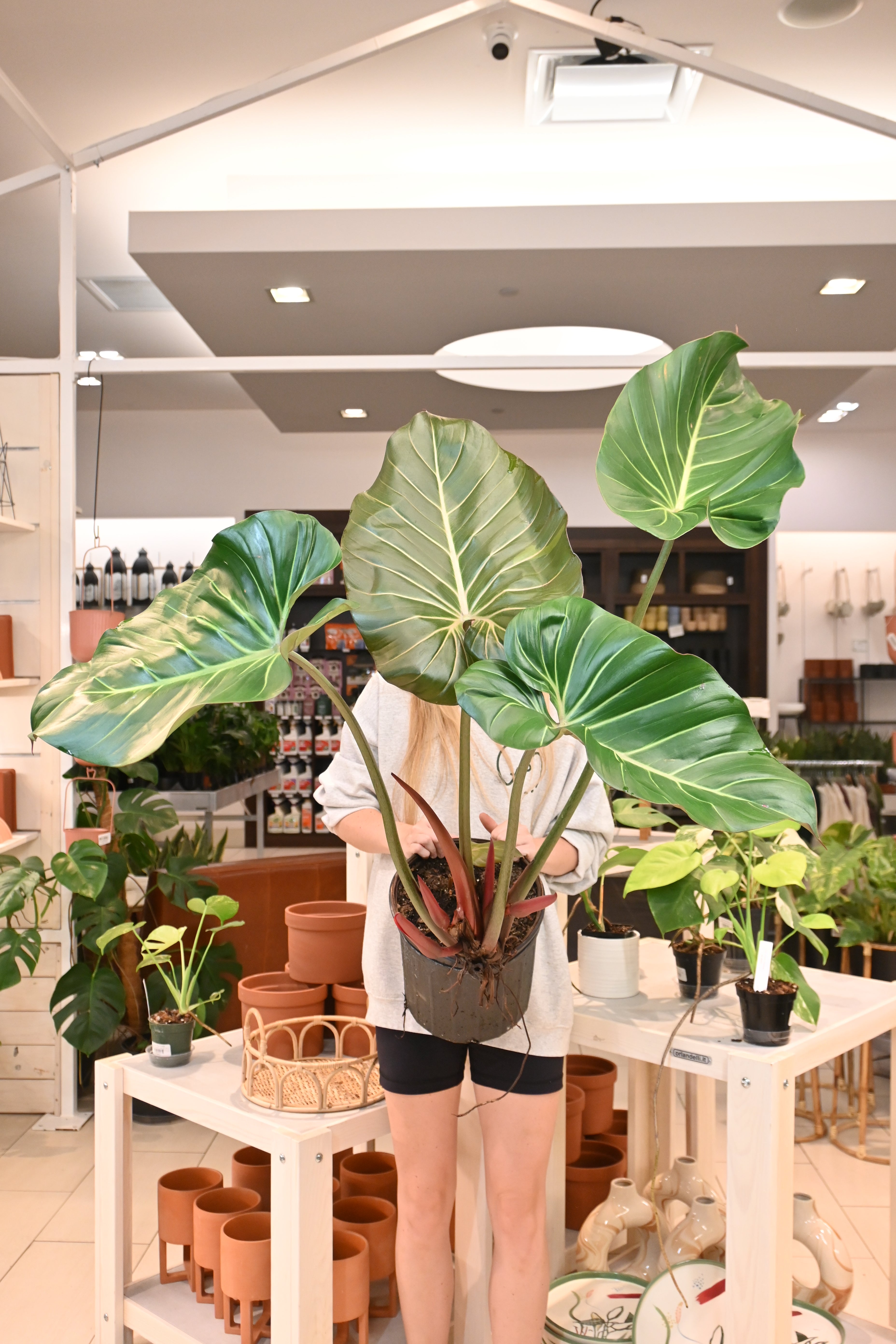 Philodendron Summer Glory