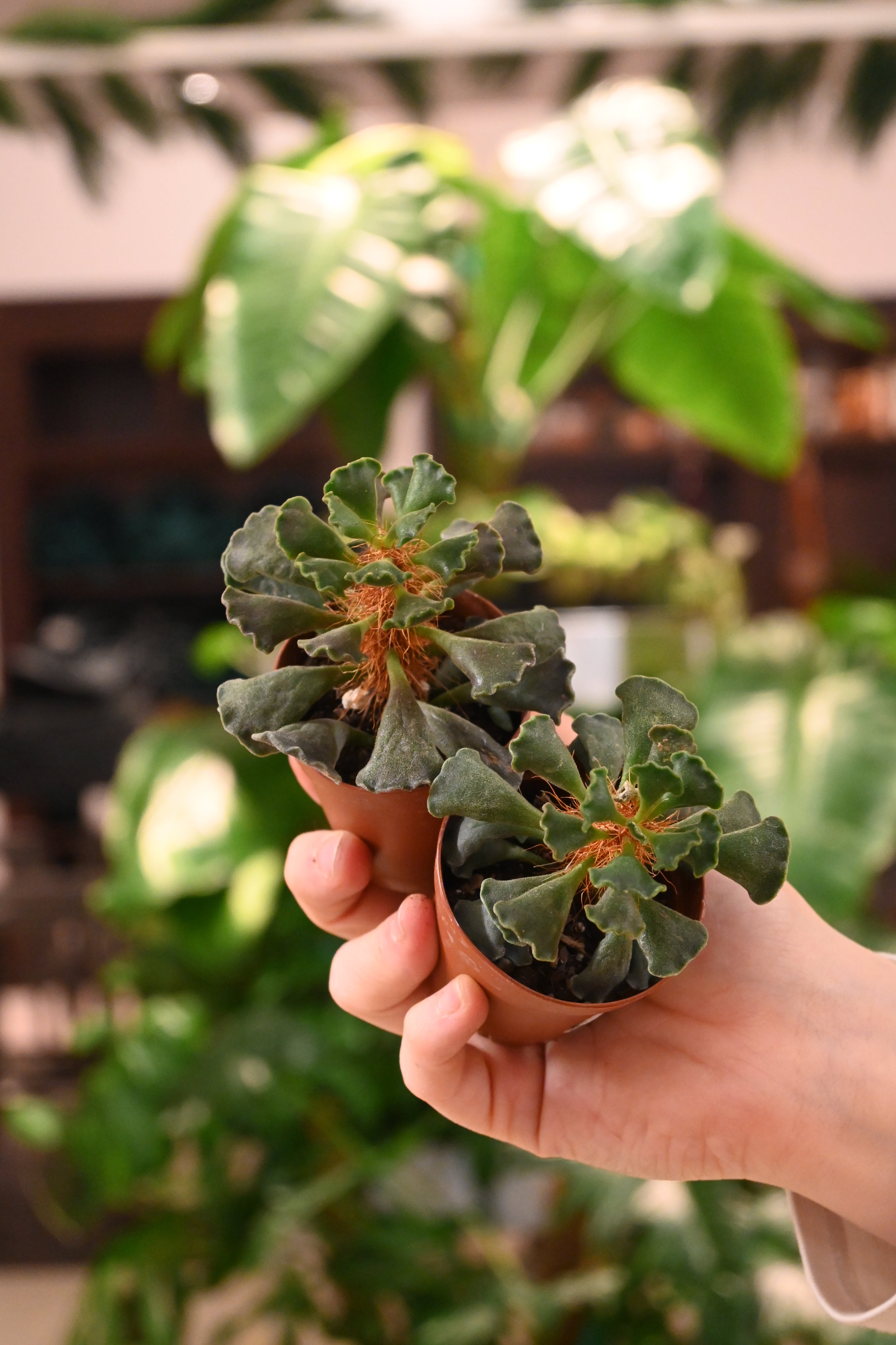 Adromischus Cristanthus