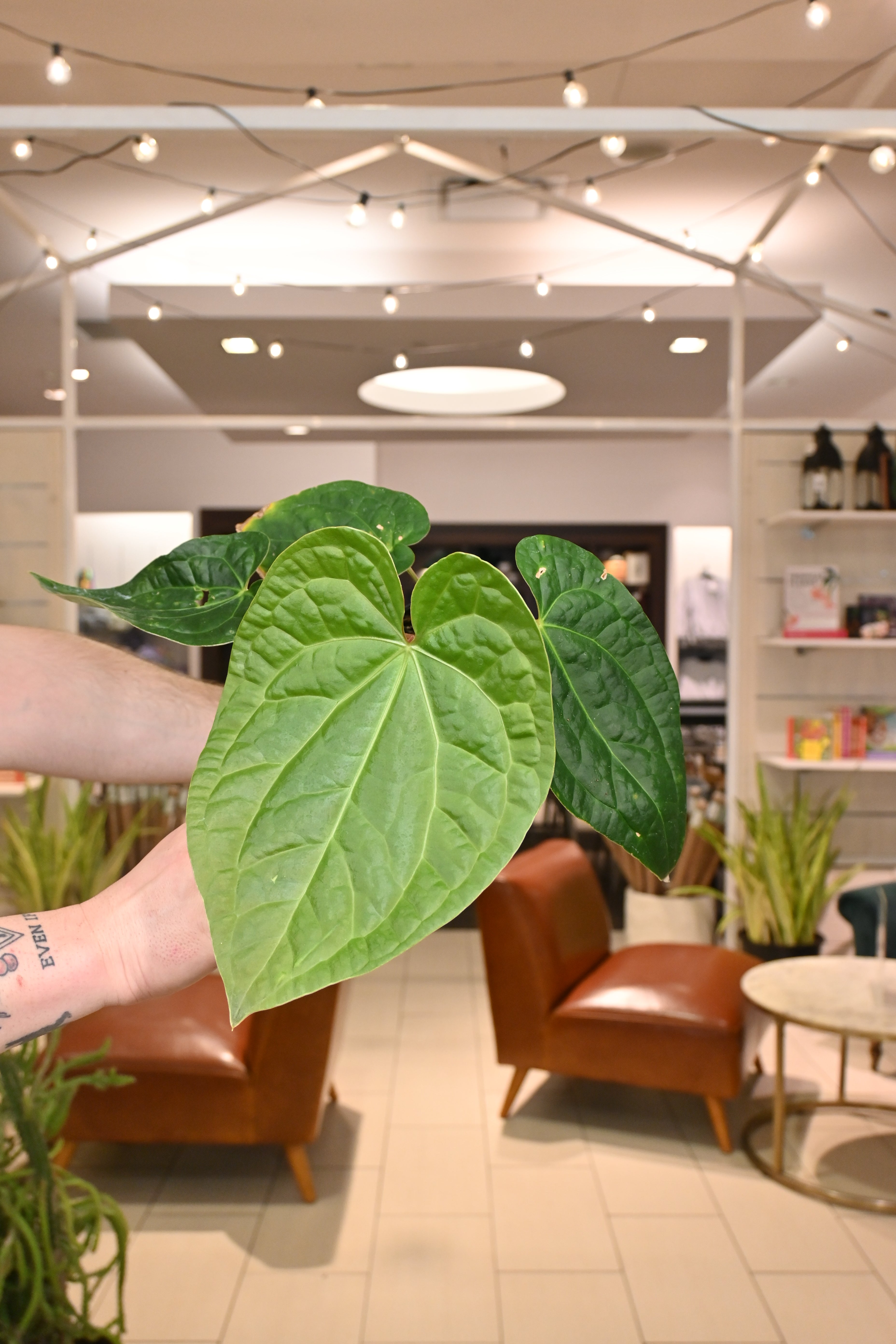 anthurium fairchild x luxurians Anthurium Red Crystallinum X Luxurians – Lost in the Forrest