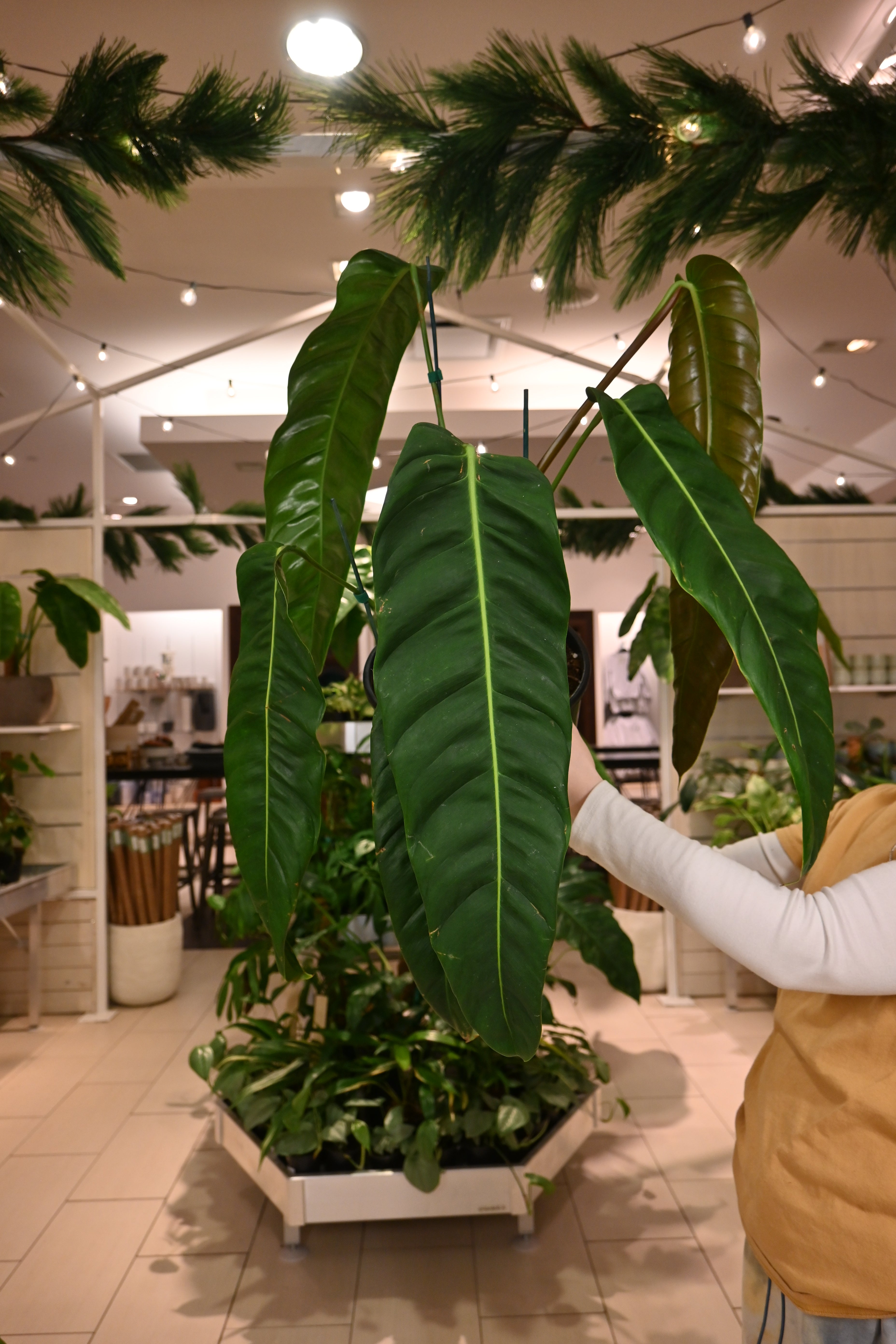 philodendron patricia Philodendron Patriciae – Lost in the Forrest