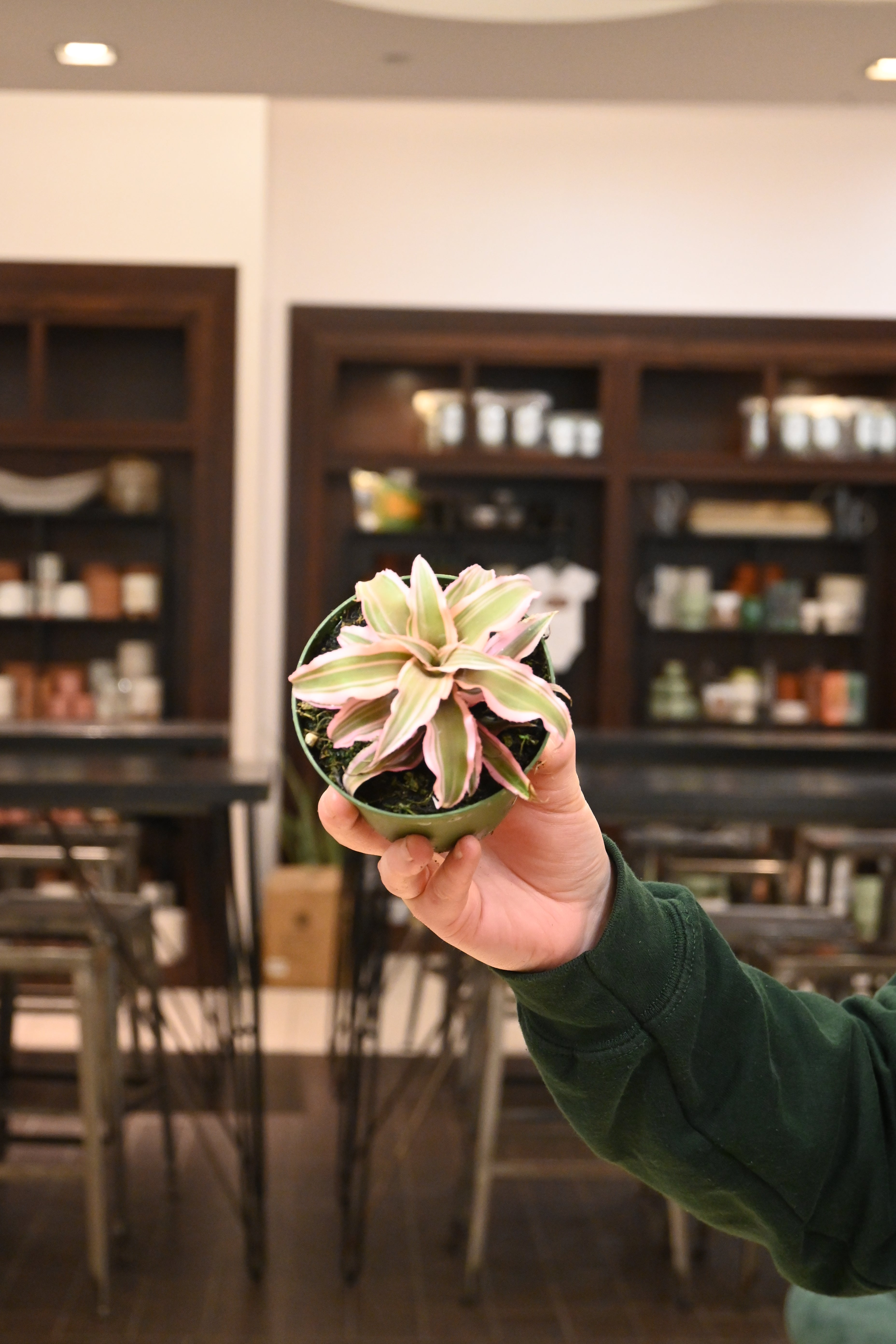 Assorted Cryptanthus