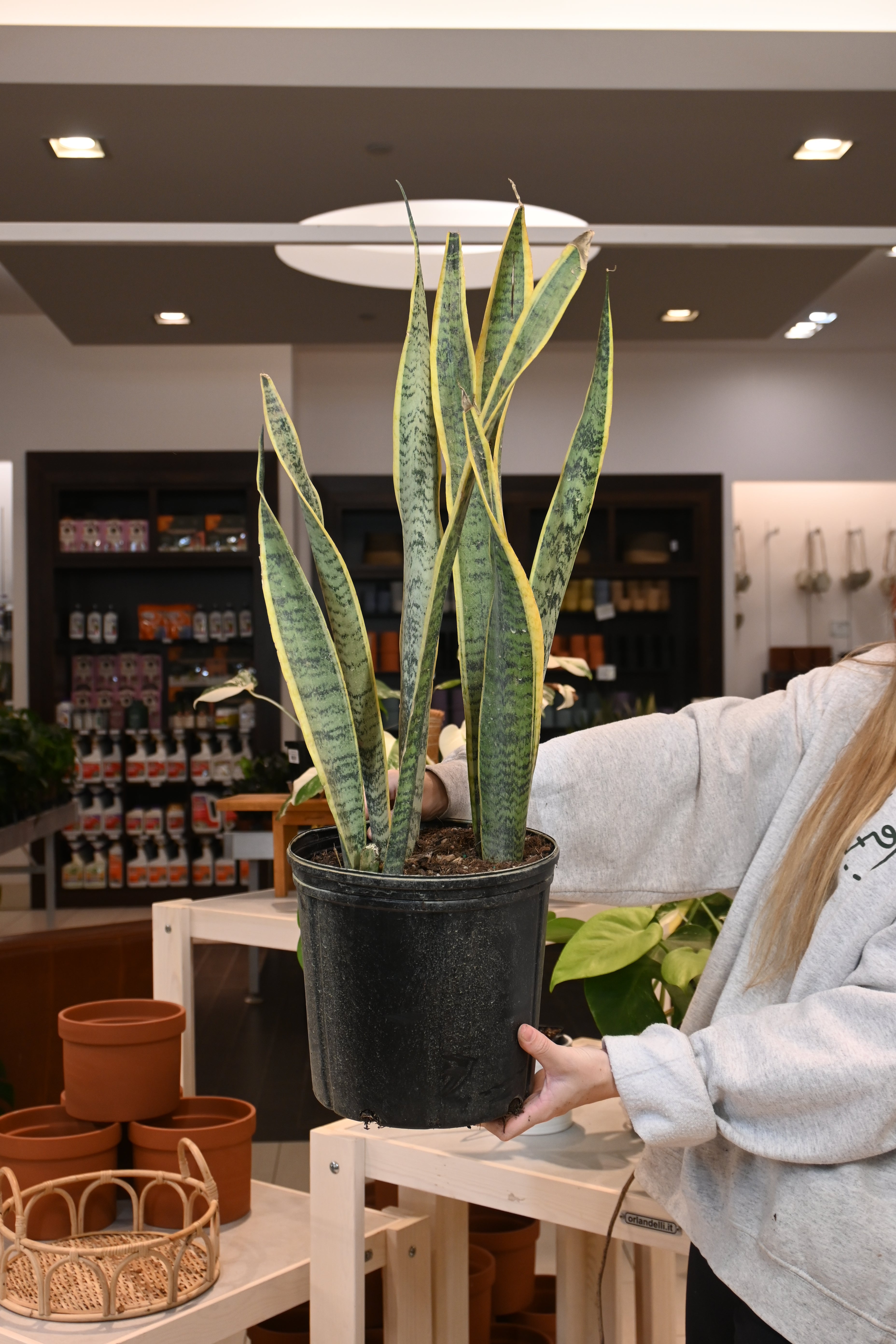 Sansevieria Laurentii