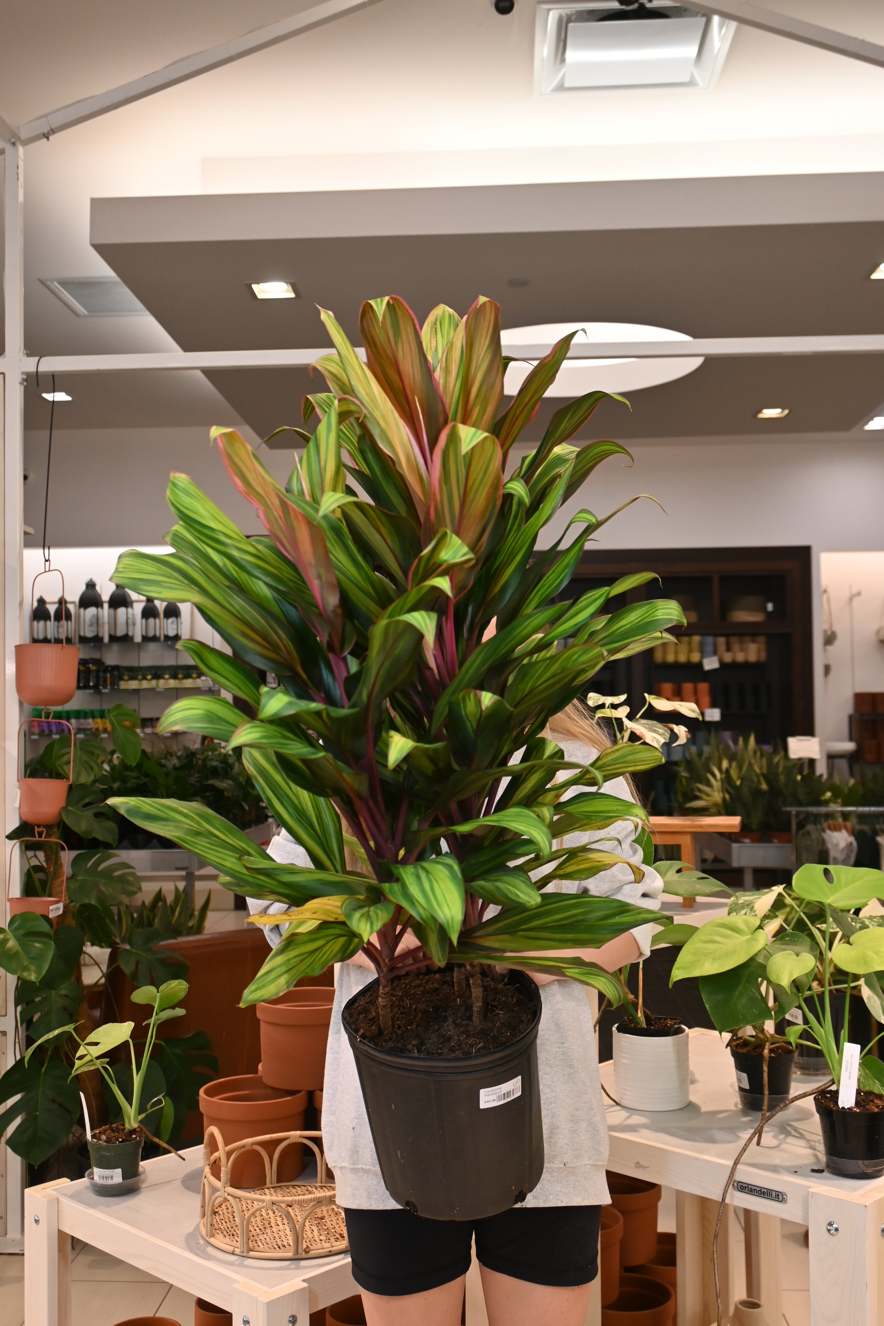 Cordyline Harlequin