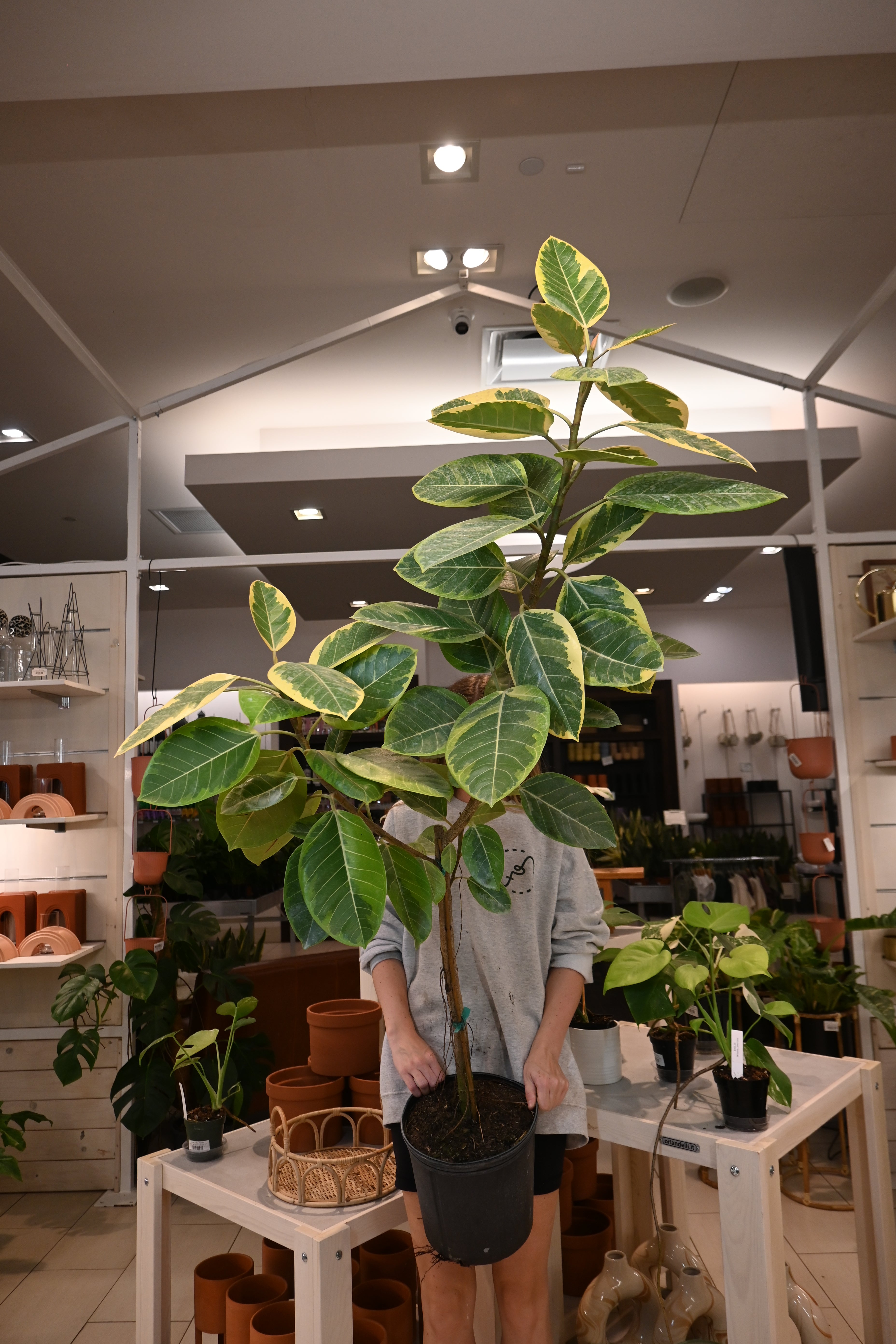 Ficus Altissima