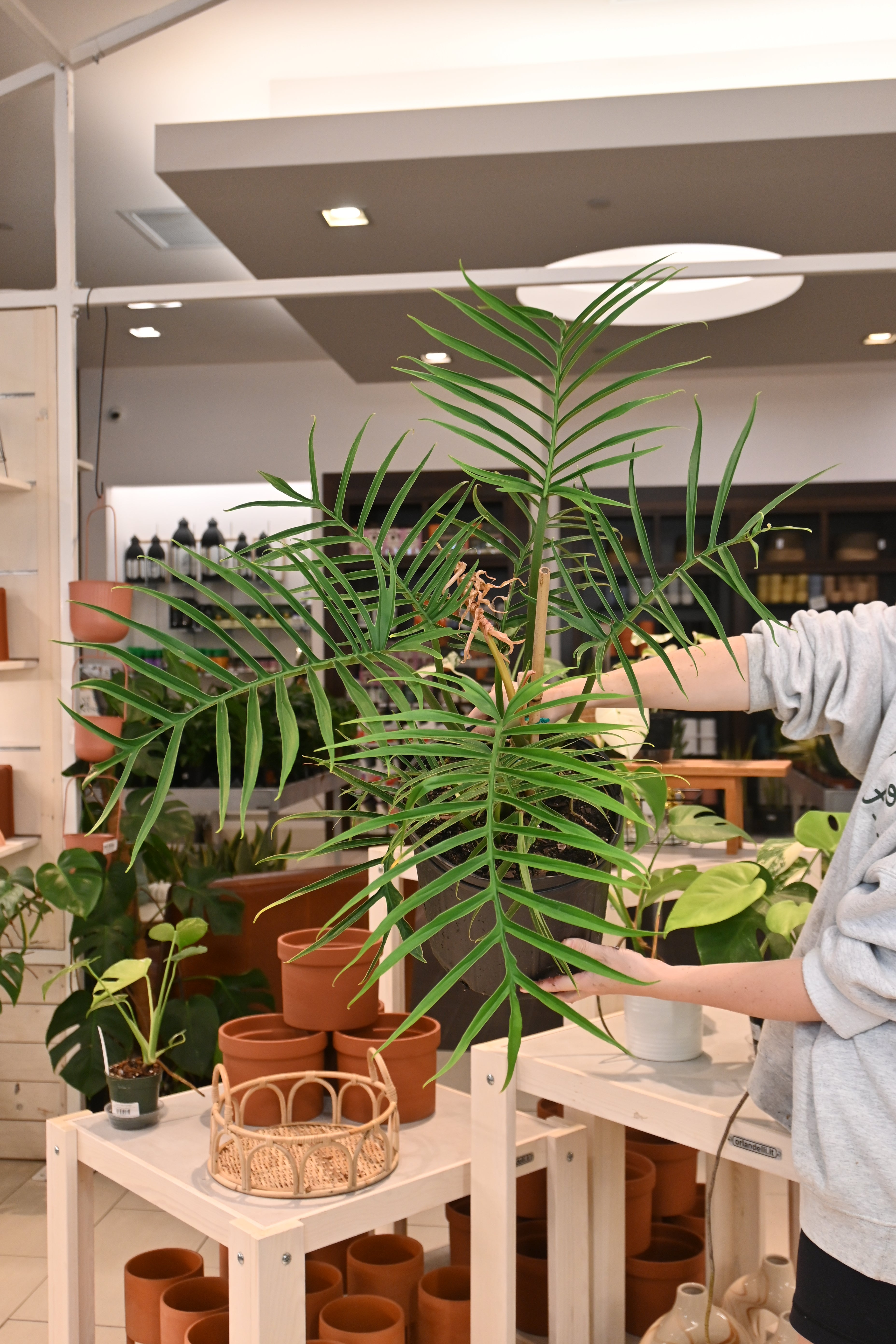 Philodendron Tortum