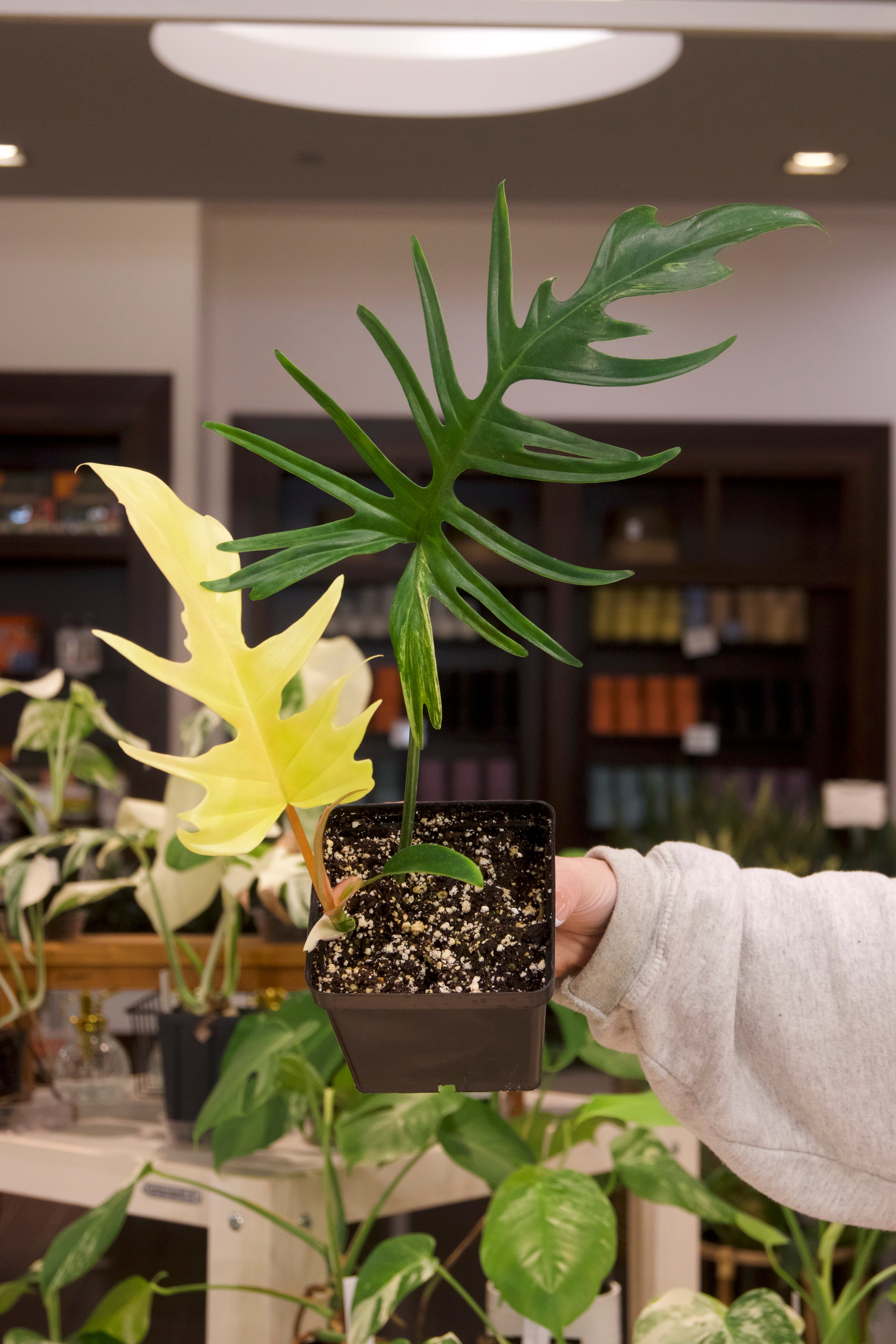 Philodendron Florida Beauty X Tortum