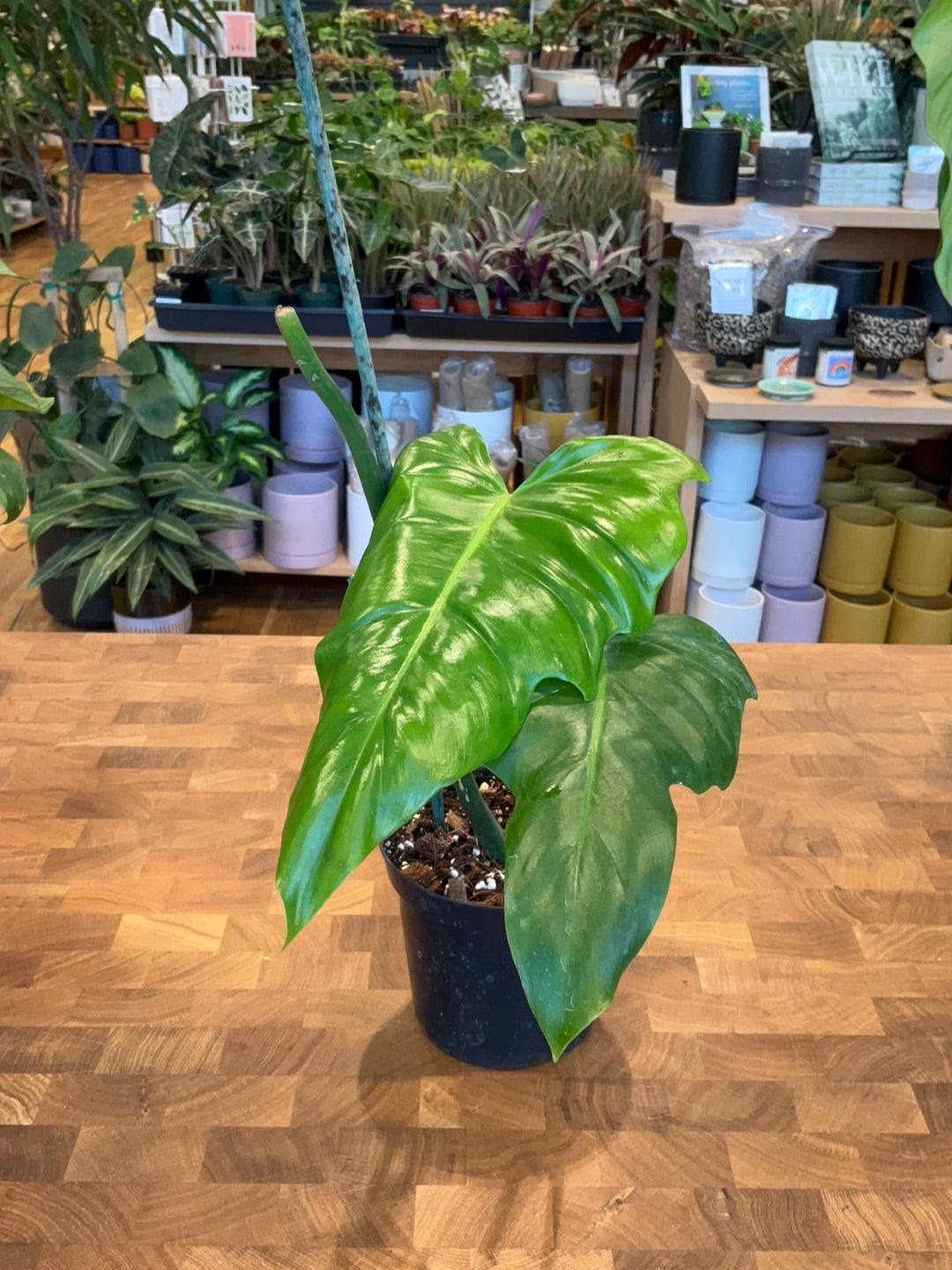 philodendron dragon Reverted Philodendron Golden Dragon Variegated