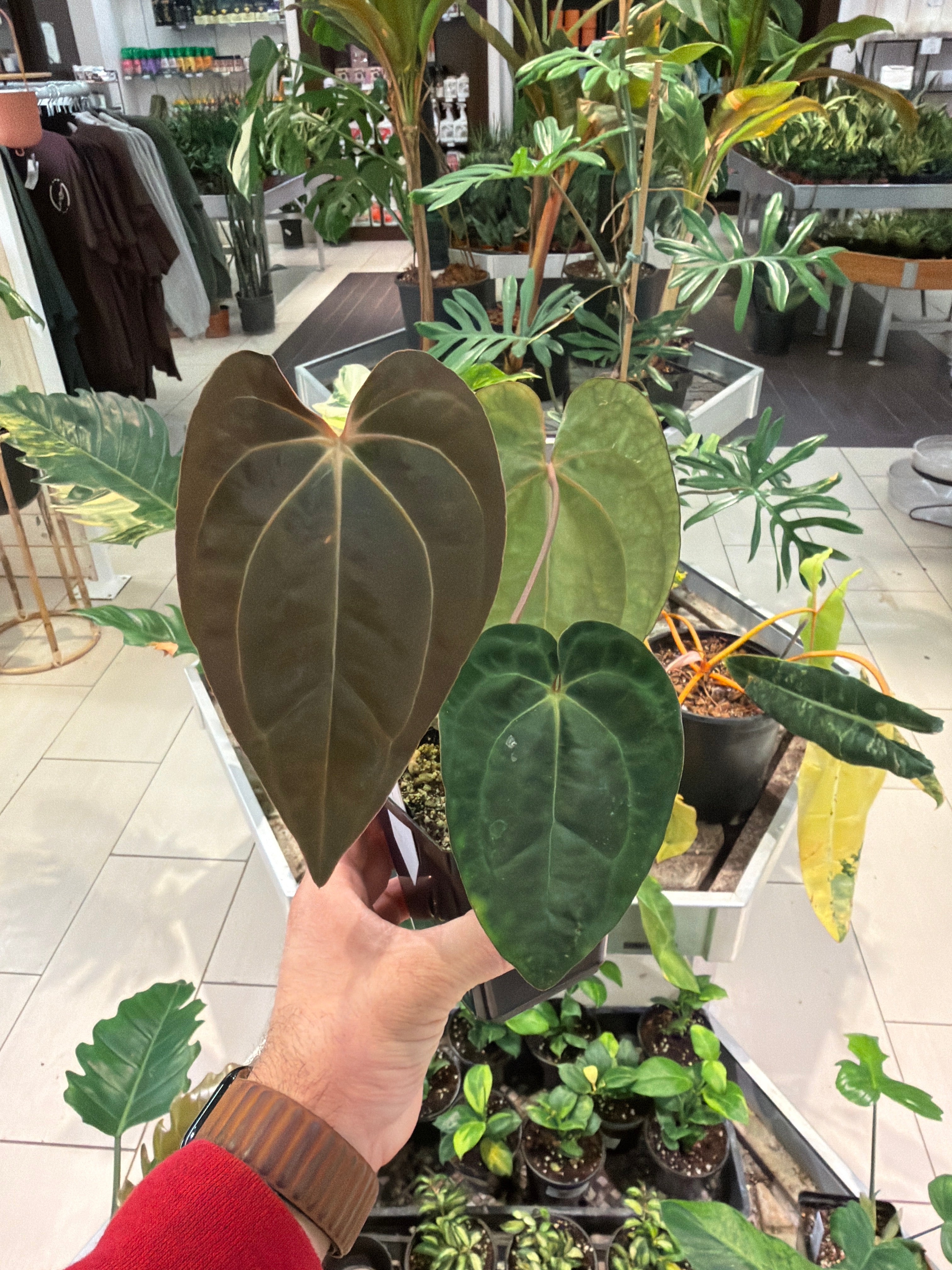 Anthurium (AOS dark x BVEP) x Carlablackiae Wu1