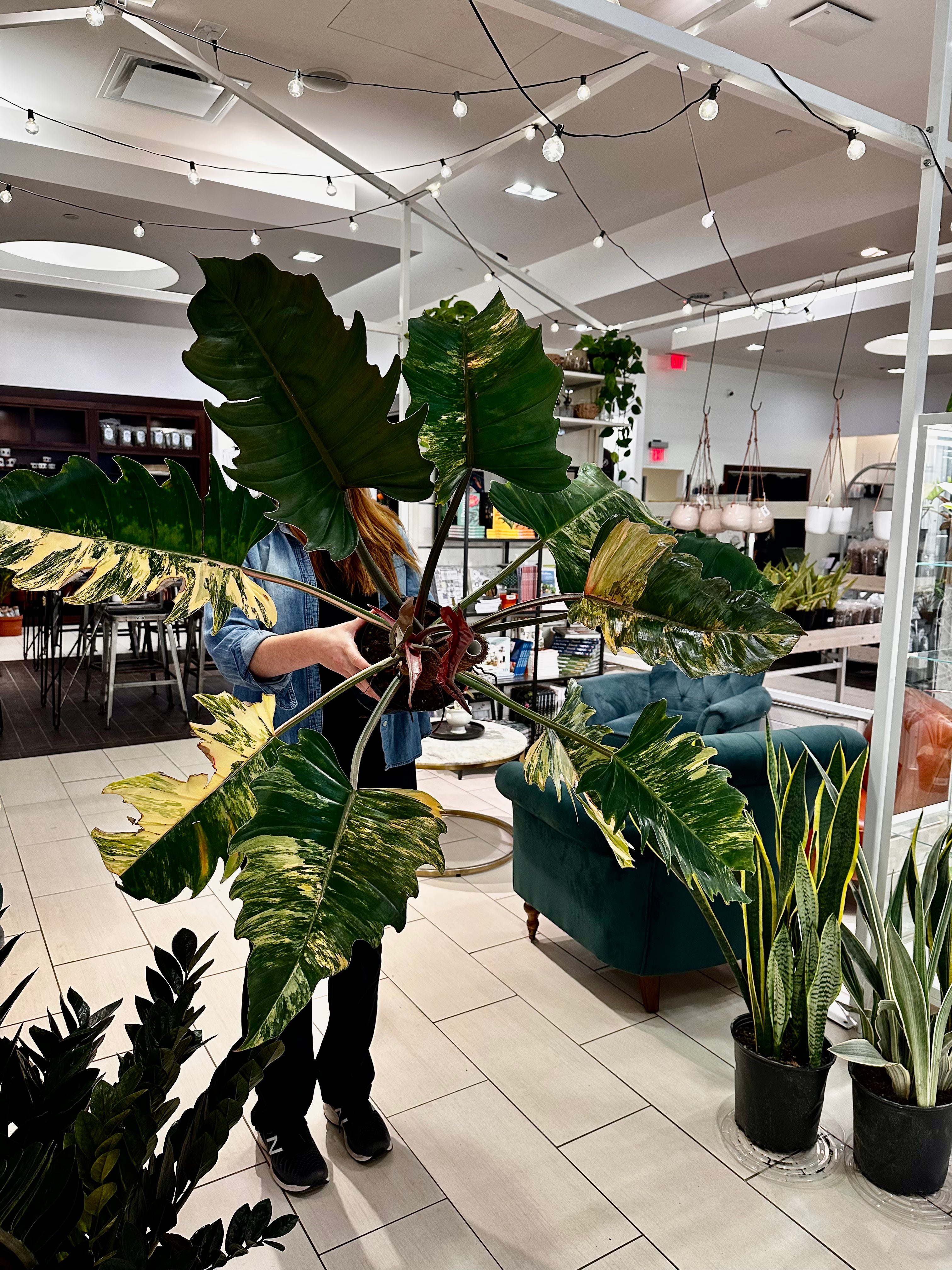 PHILODENDRON CARAMEL MARBLE RAFFLE - 2024