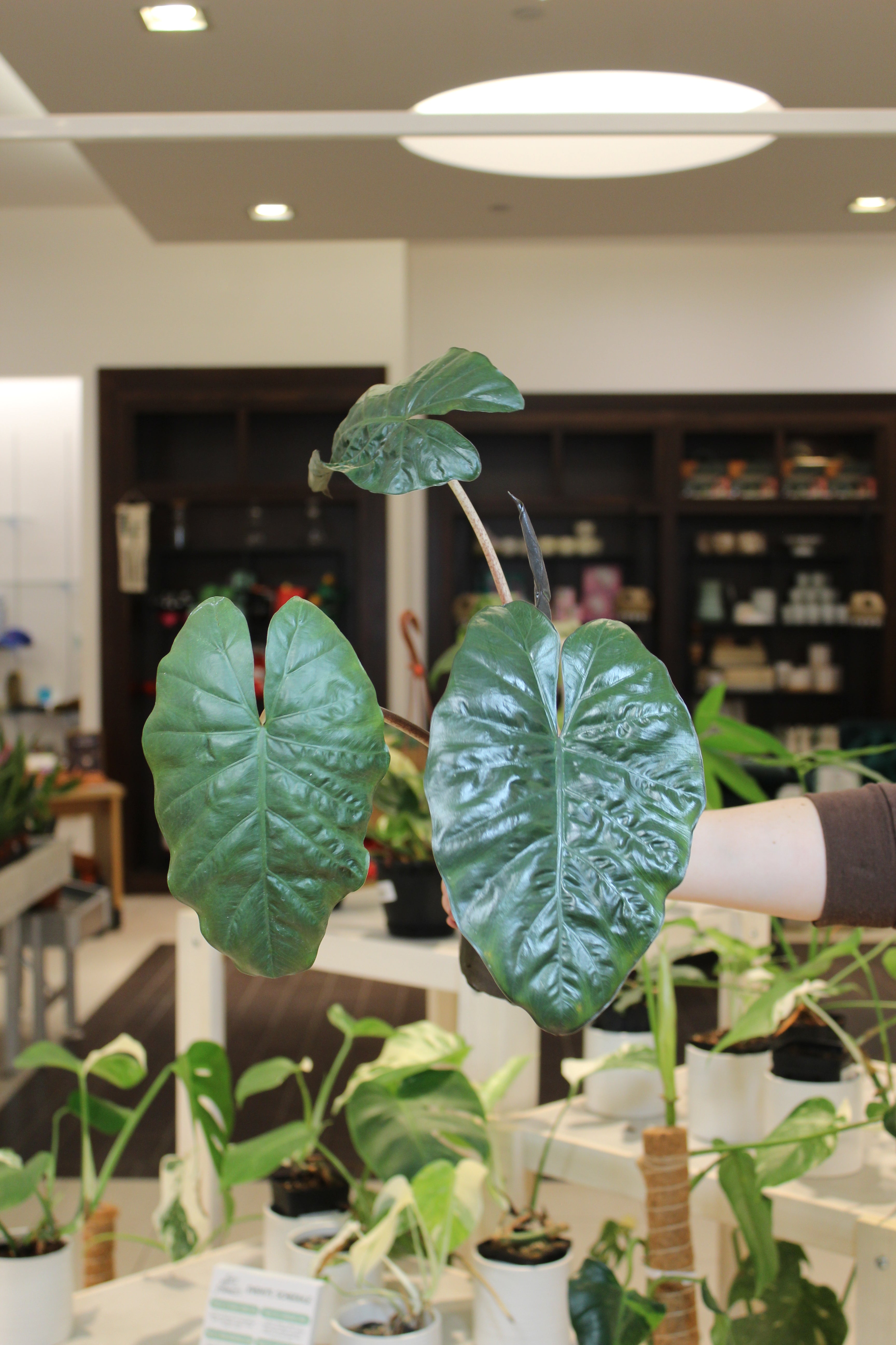 Alocasia Yucatan Mint