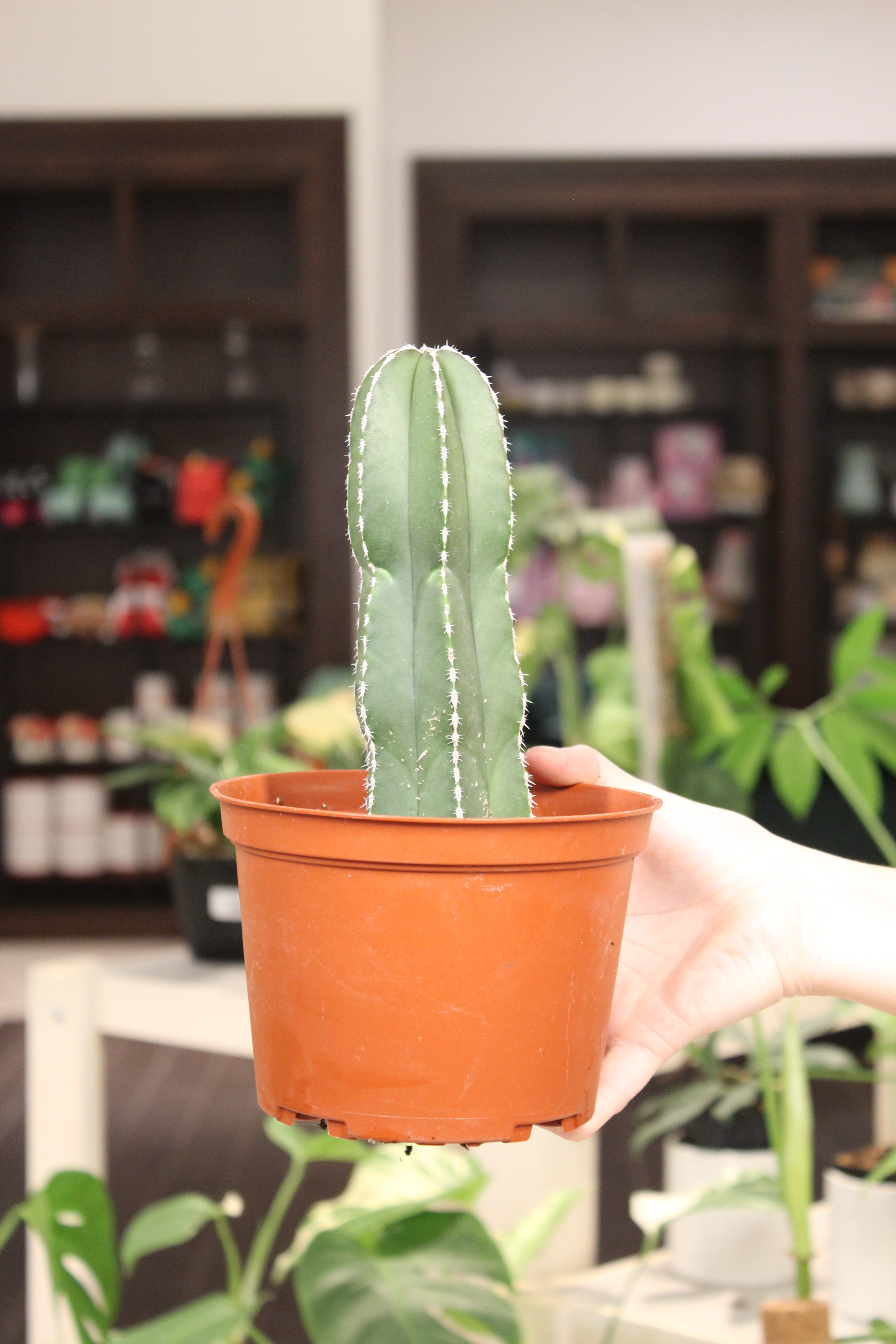 Pachycereus marginatus