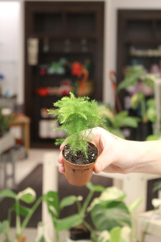 Asparagus Fern