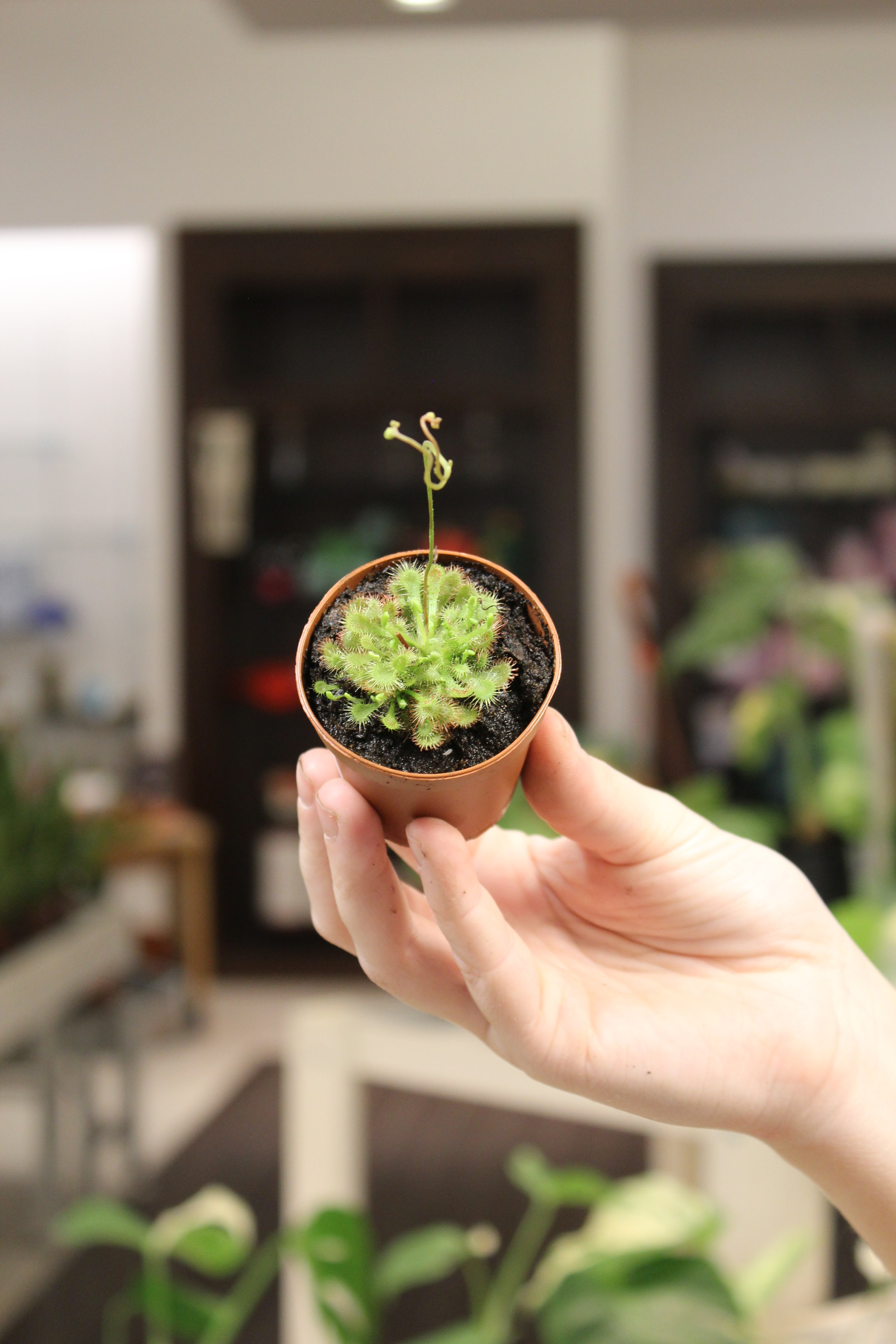 Carnivorous Sundew