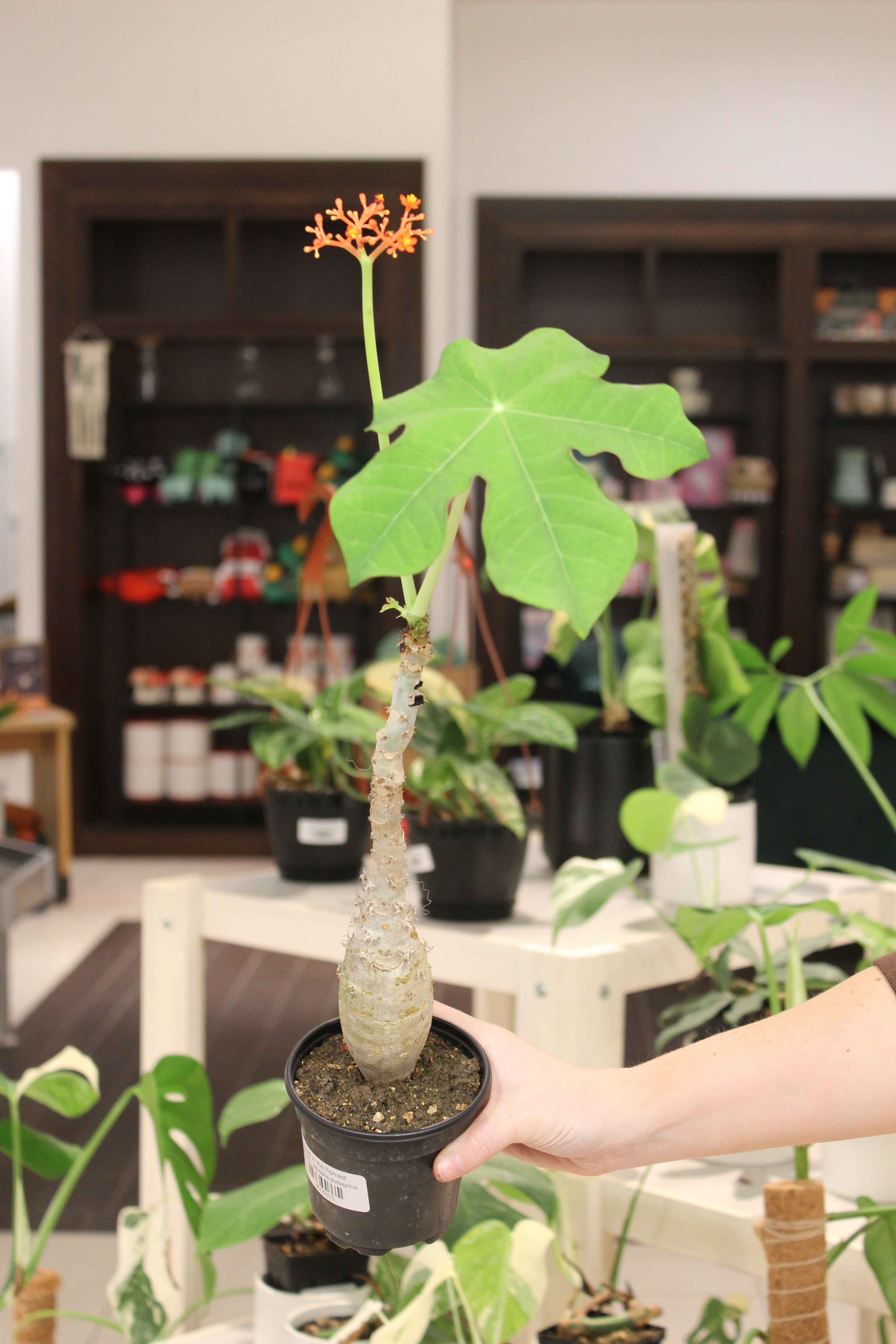 Jatropha podagrica