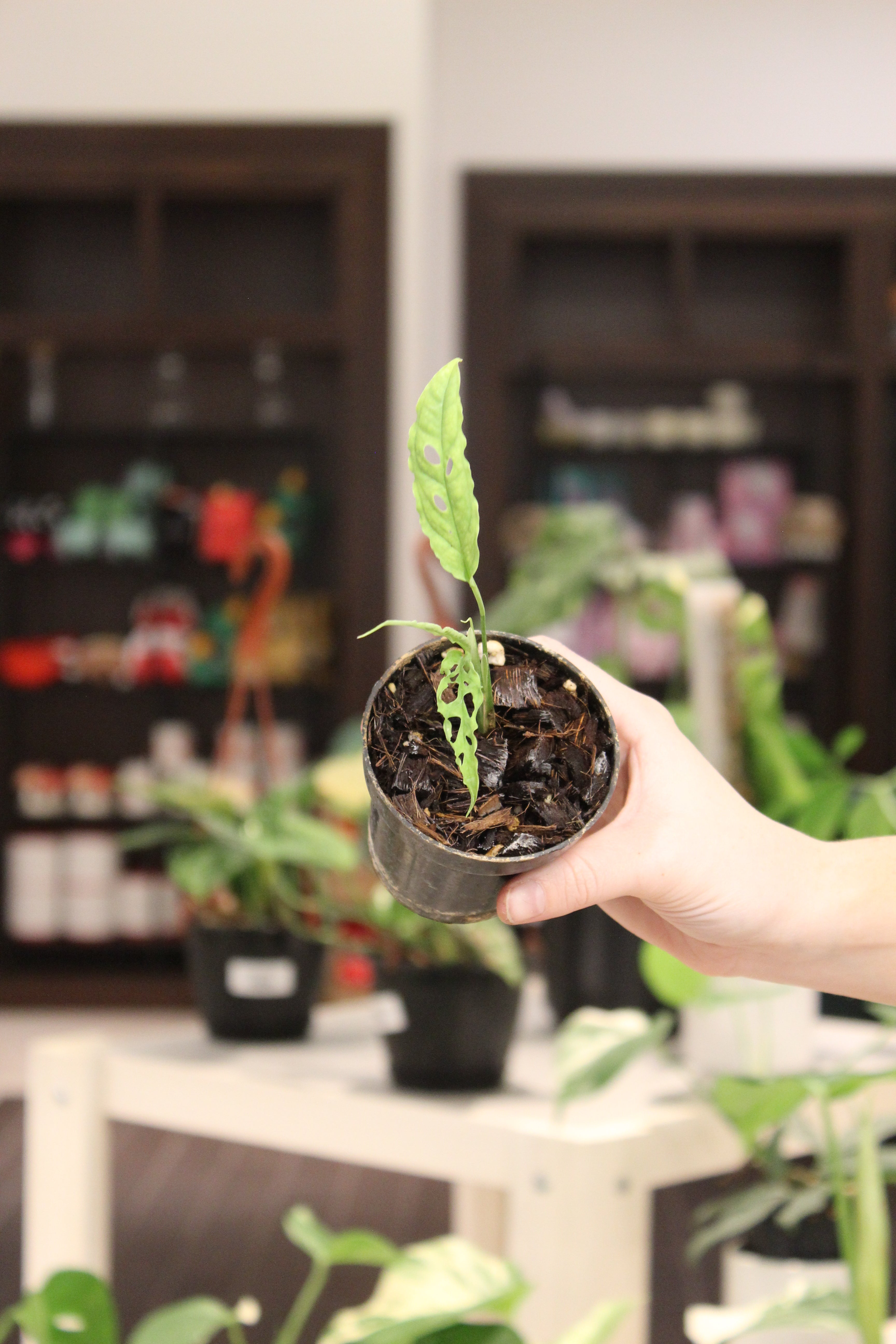 Monstera Obliqua Peru