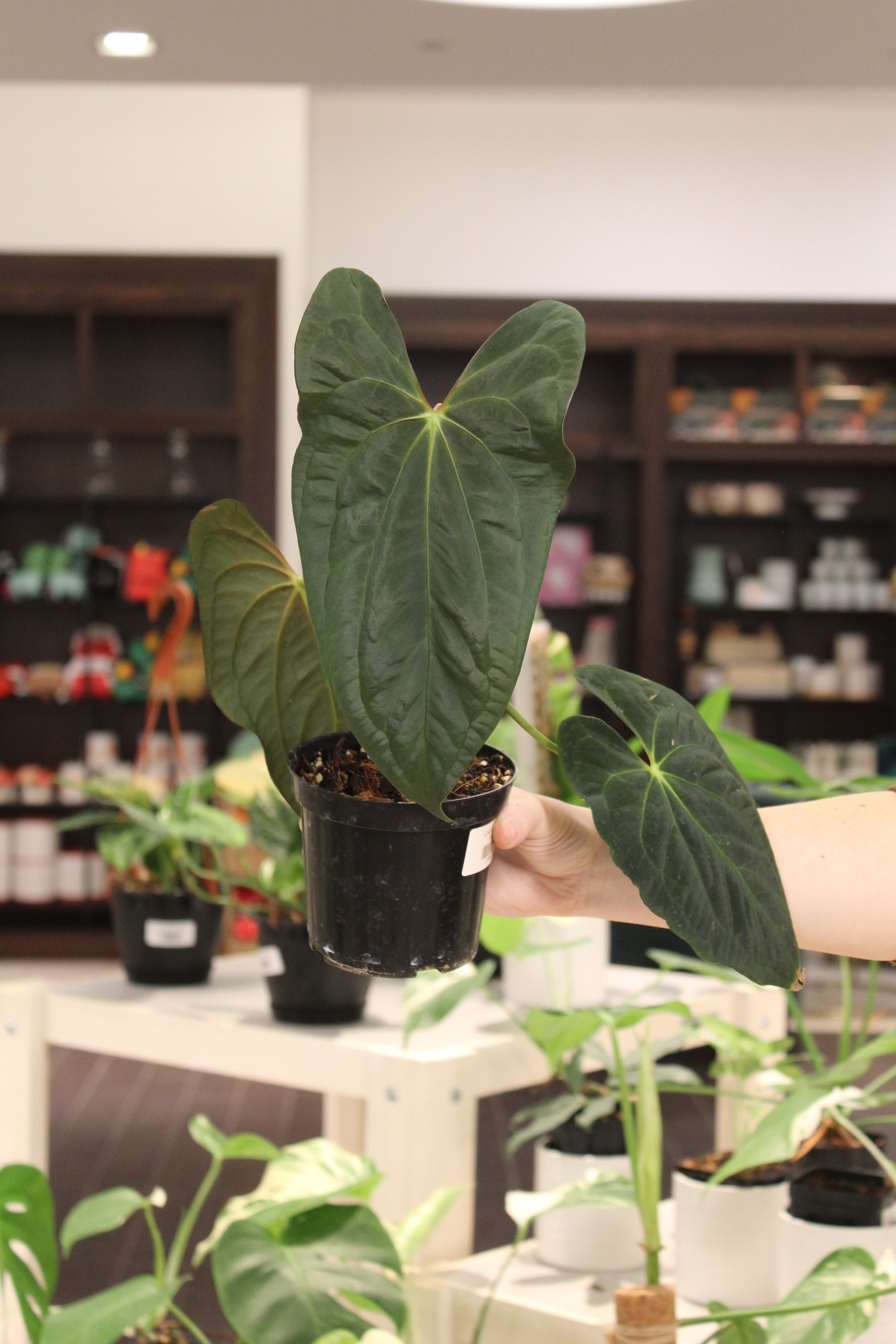 anthurium panama Anthurium 'Darkest Panama' x Blue Papililaminum X-One