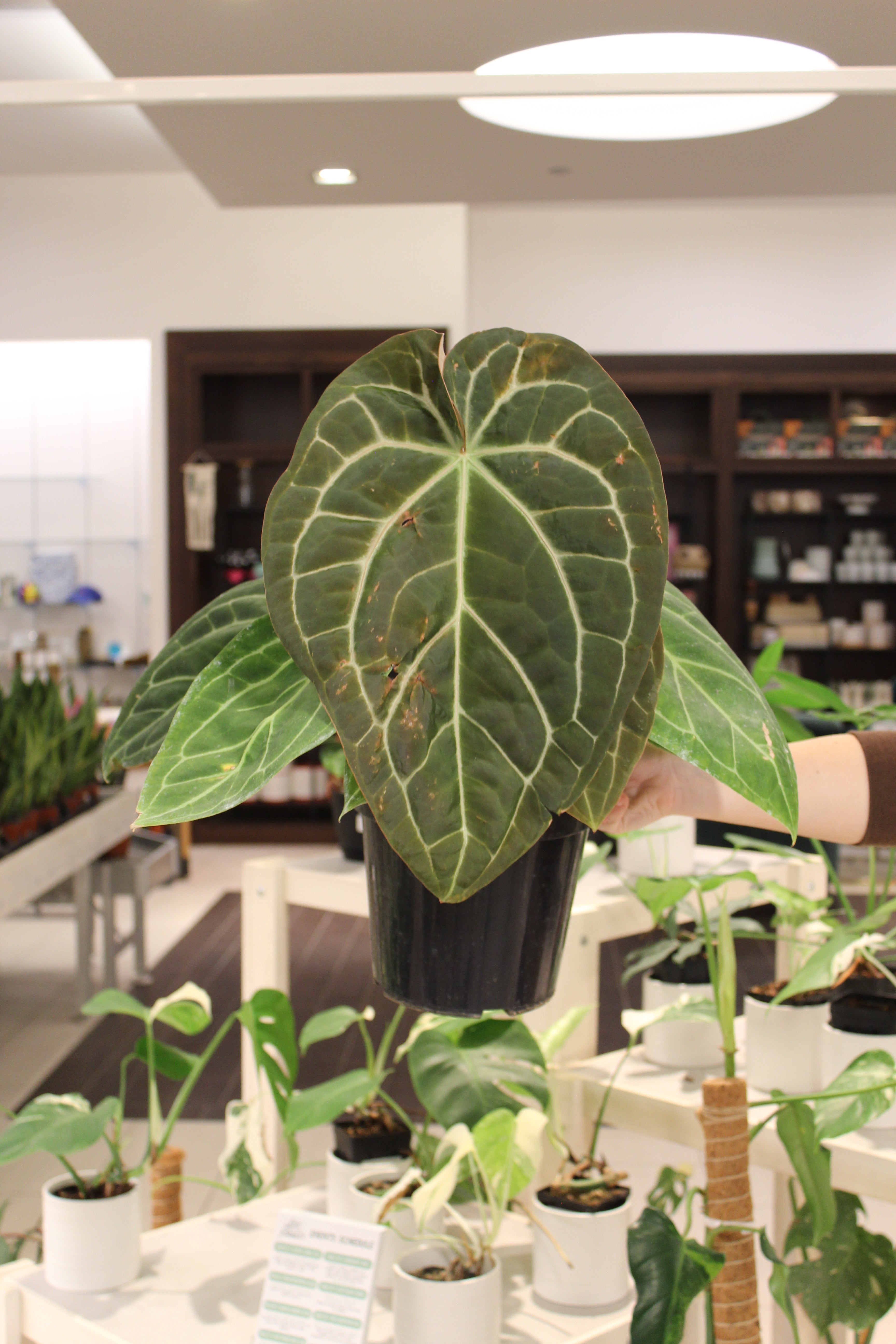 anthurium sans fleur Anthurium 'Sam's Dream' – Lost in the Forrest