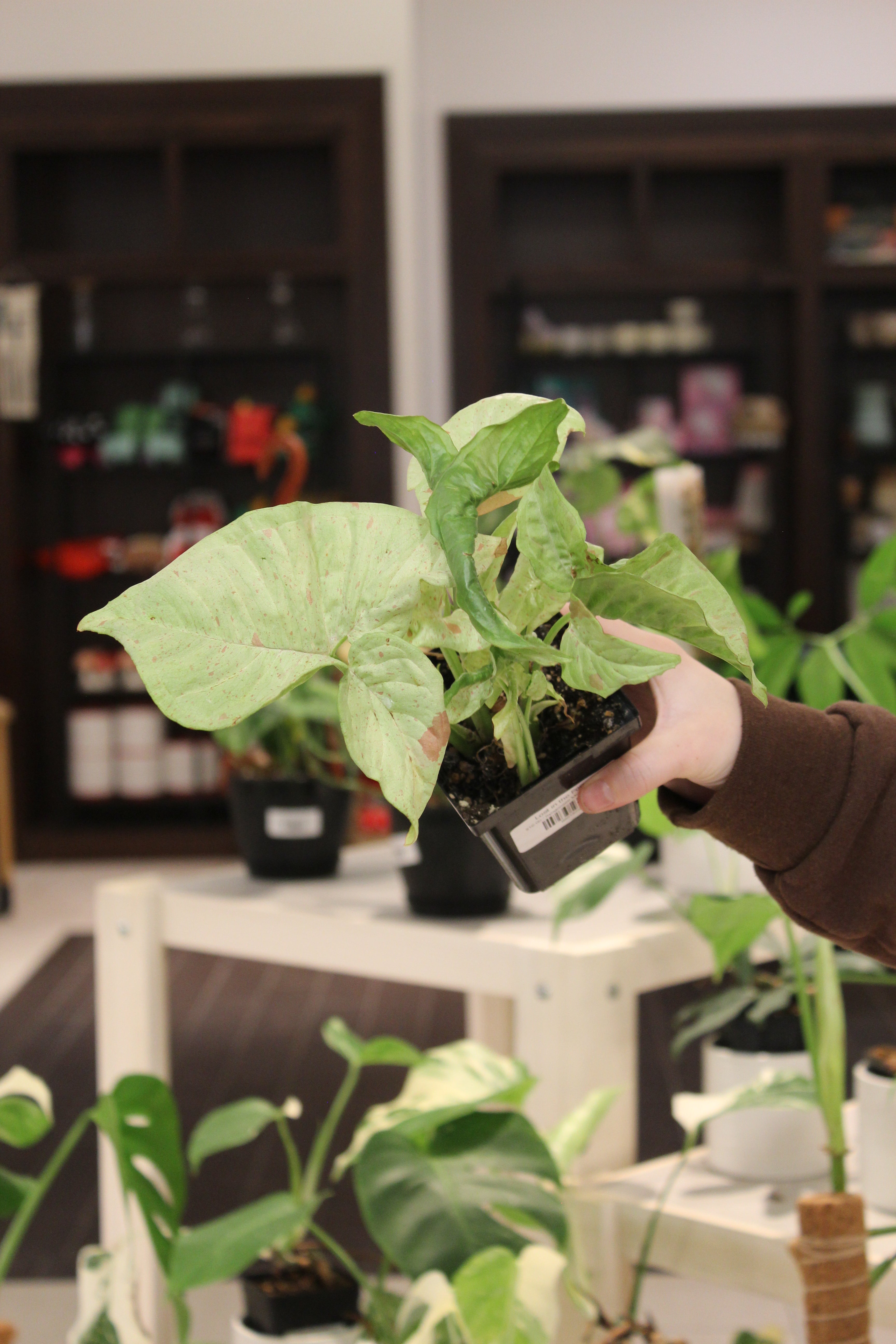 Syngonium Milk Confetti
