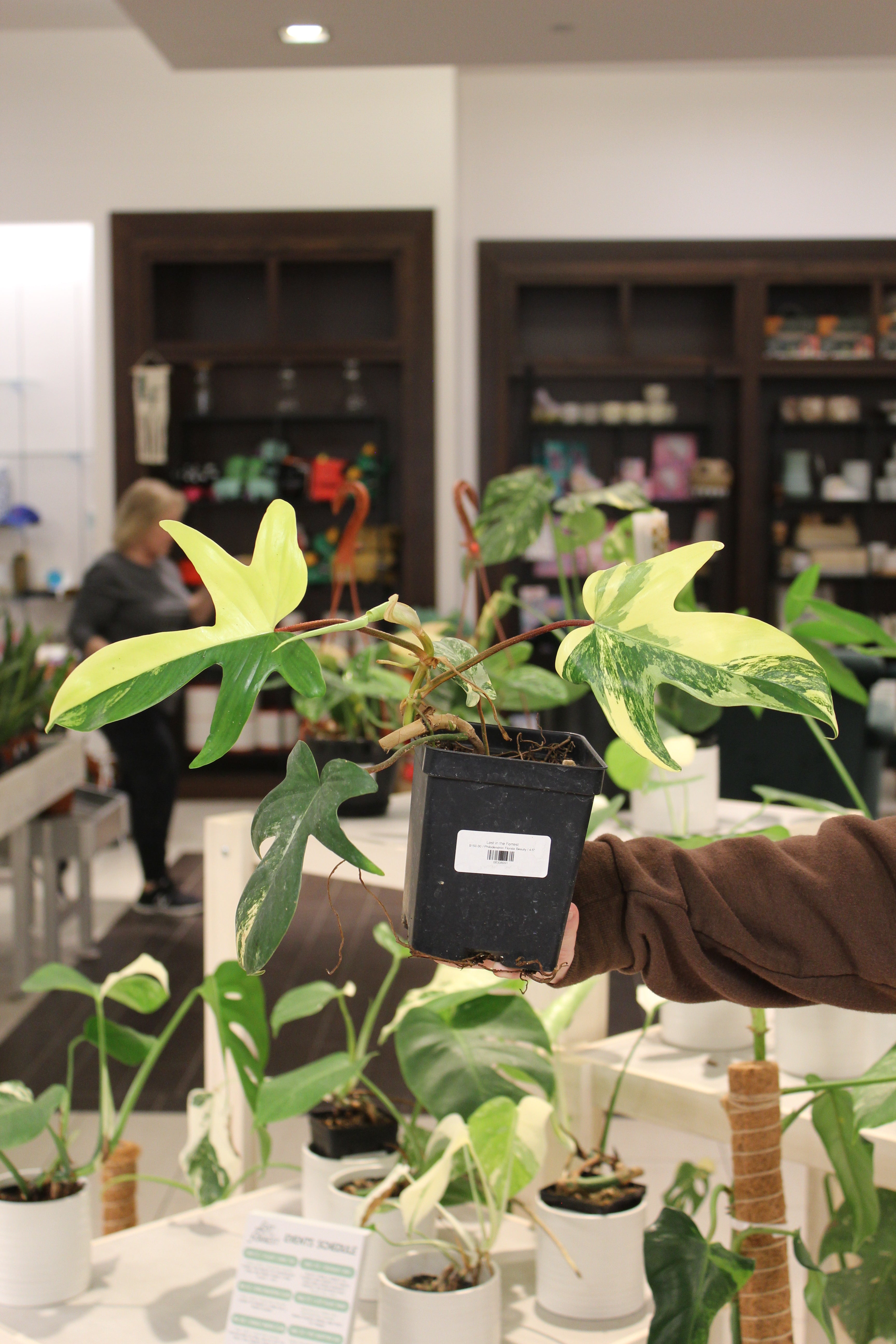 Philodendron Florida Beauty