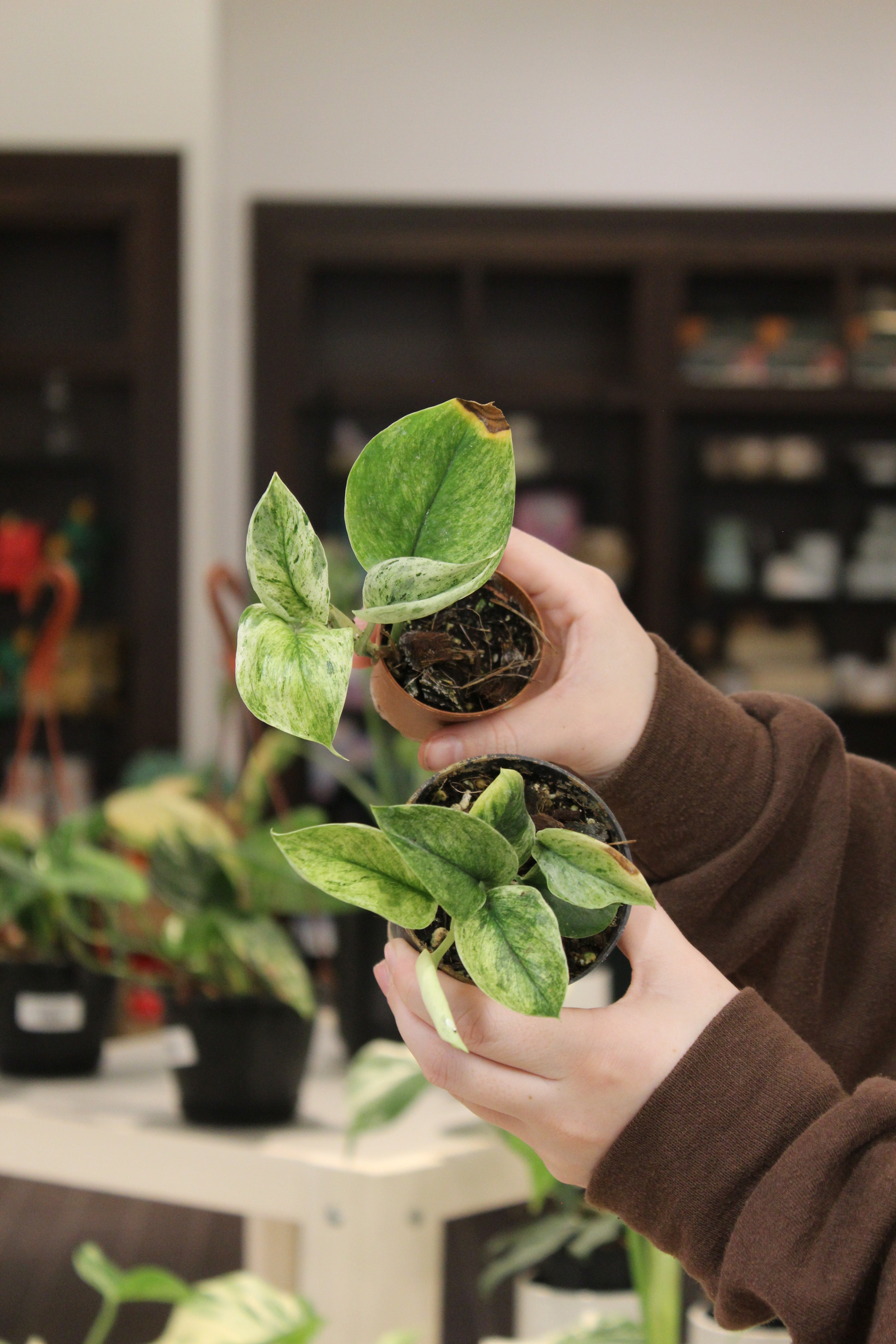 Scindapsus Mint Variegated