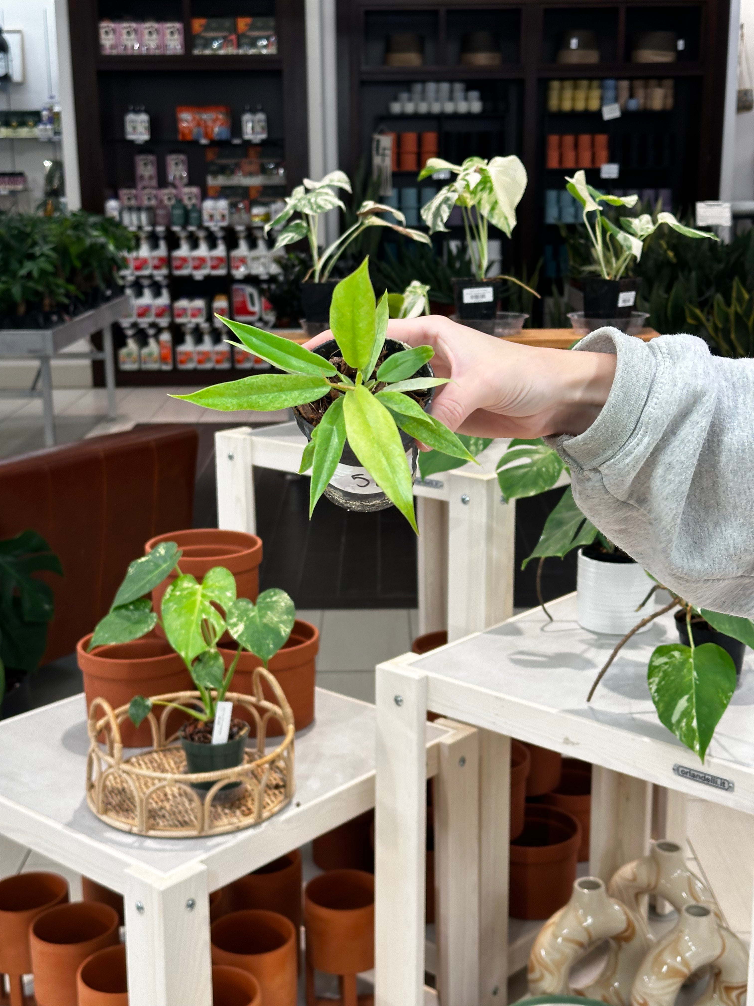Philodendron Golden Crocodile Mint