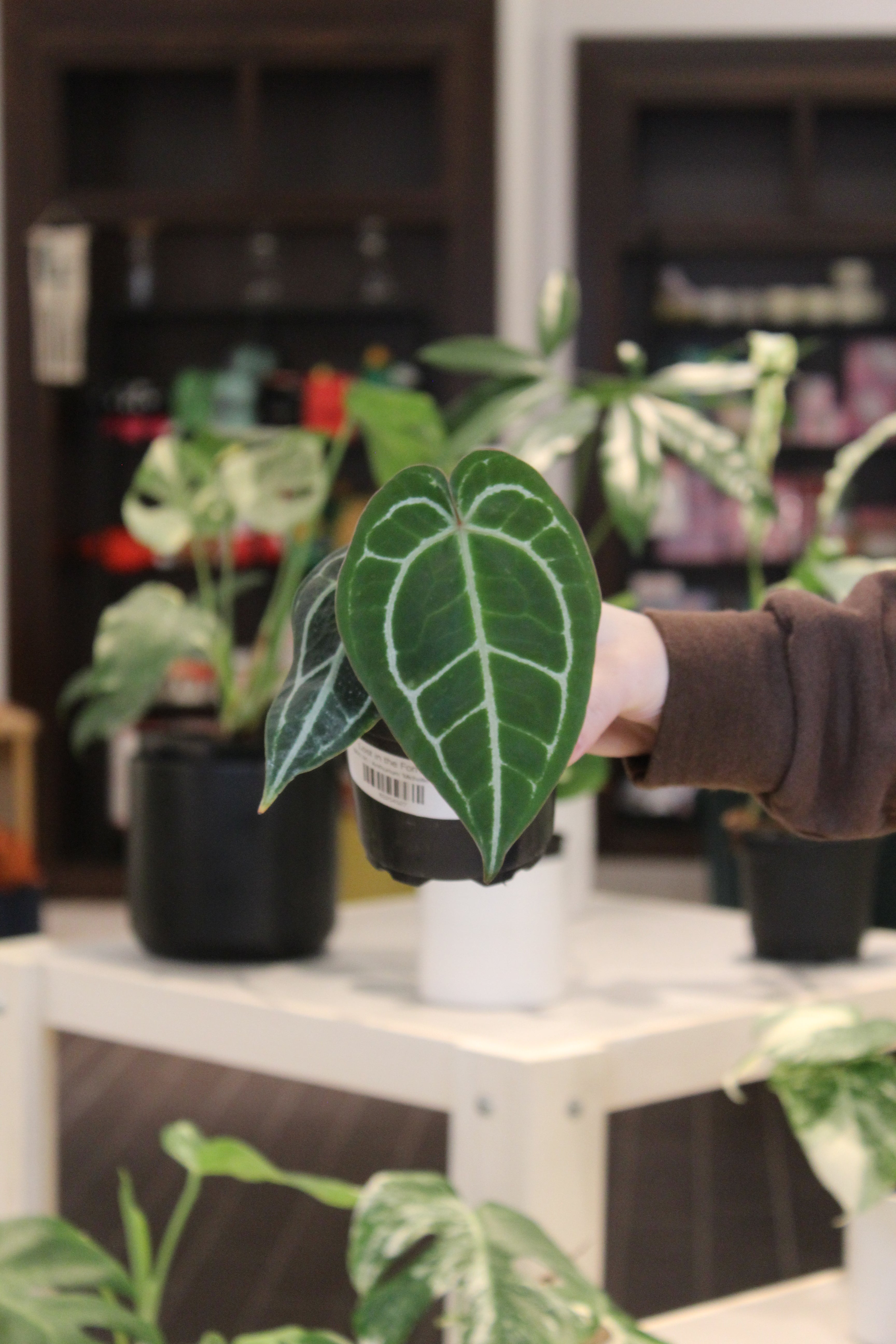 anthurium michelle care Anthurium 'Michelle'