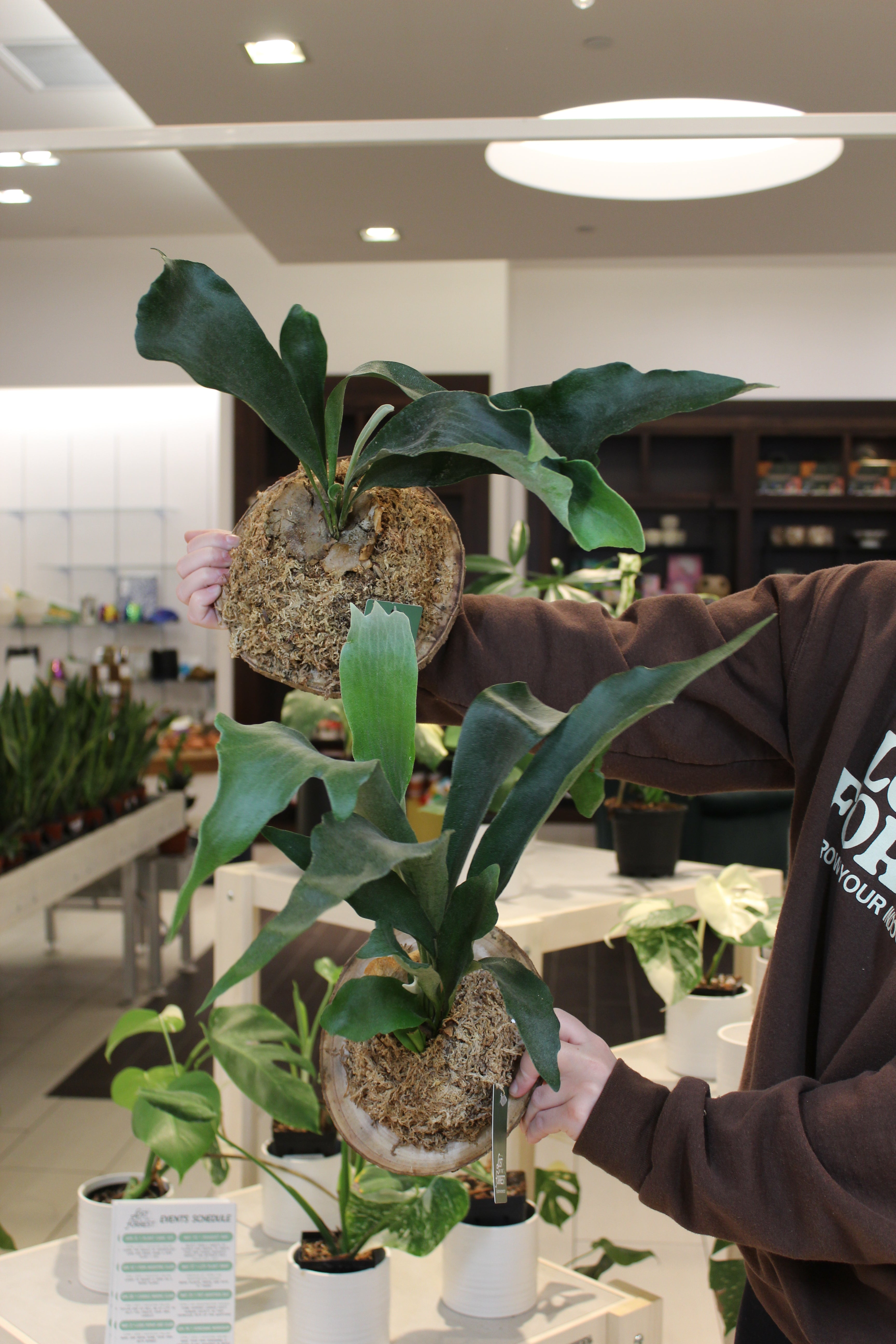 Fern - Mounted