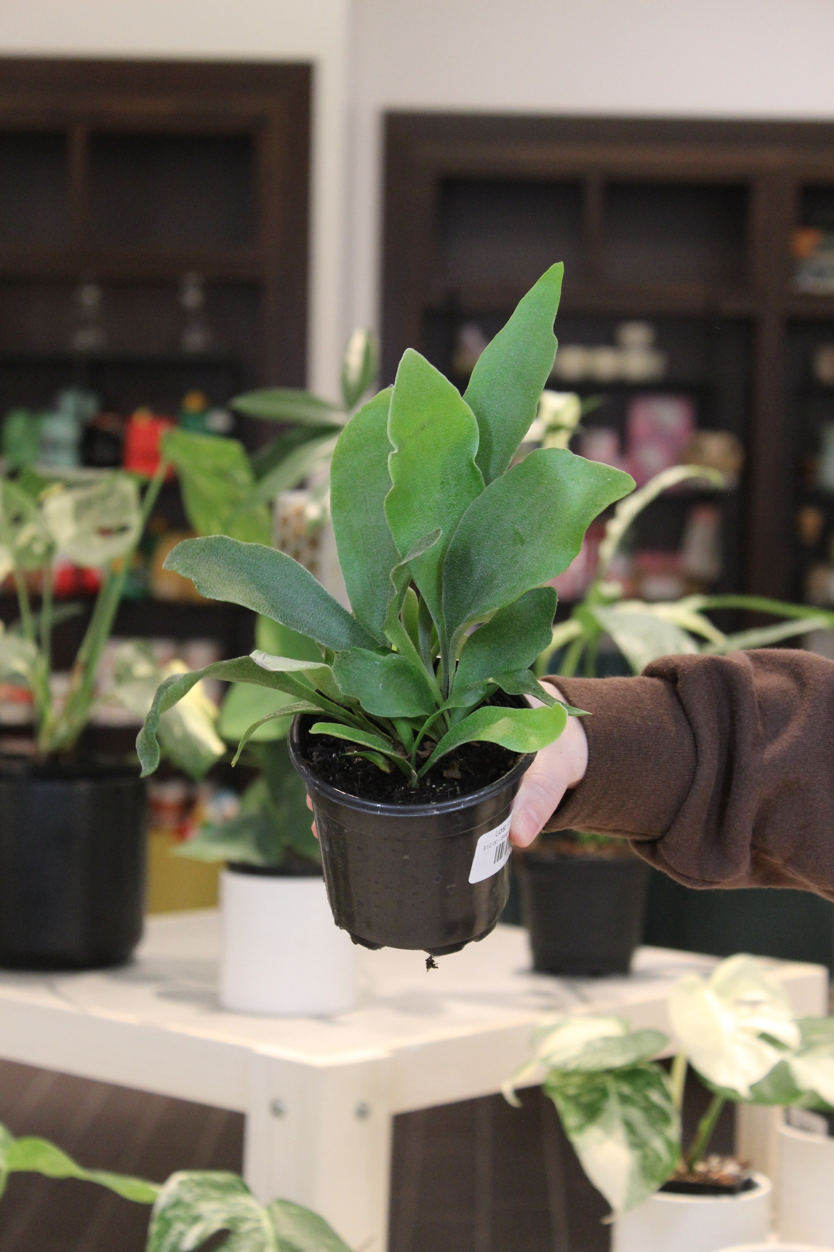 Staghorn &