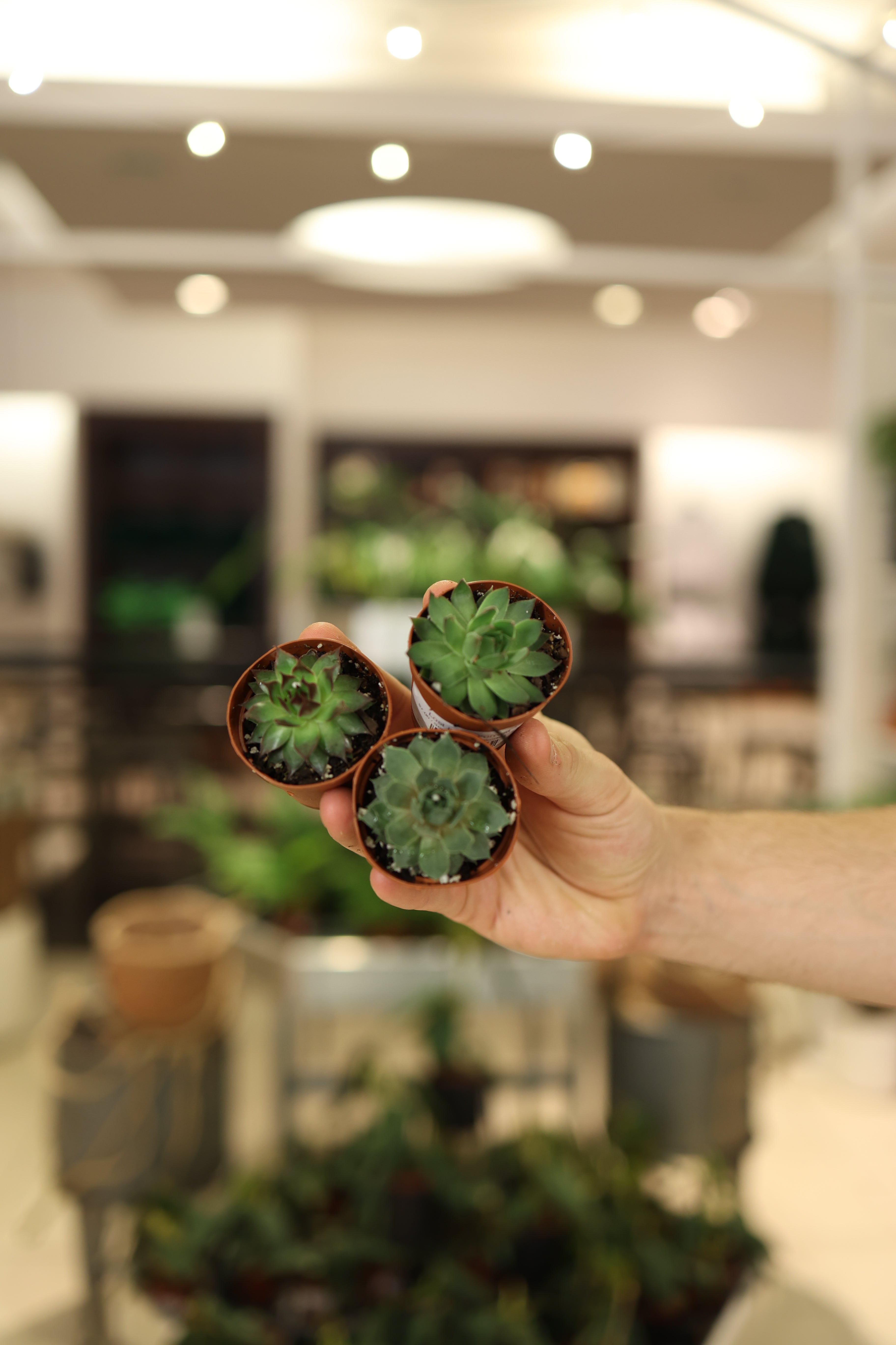 Sempervivum Assorted