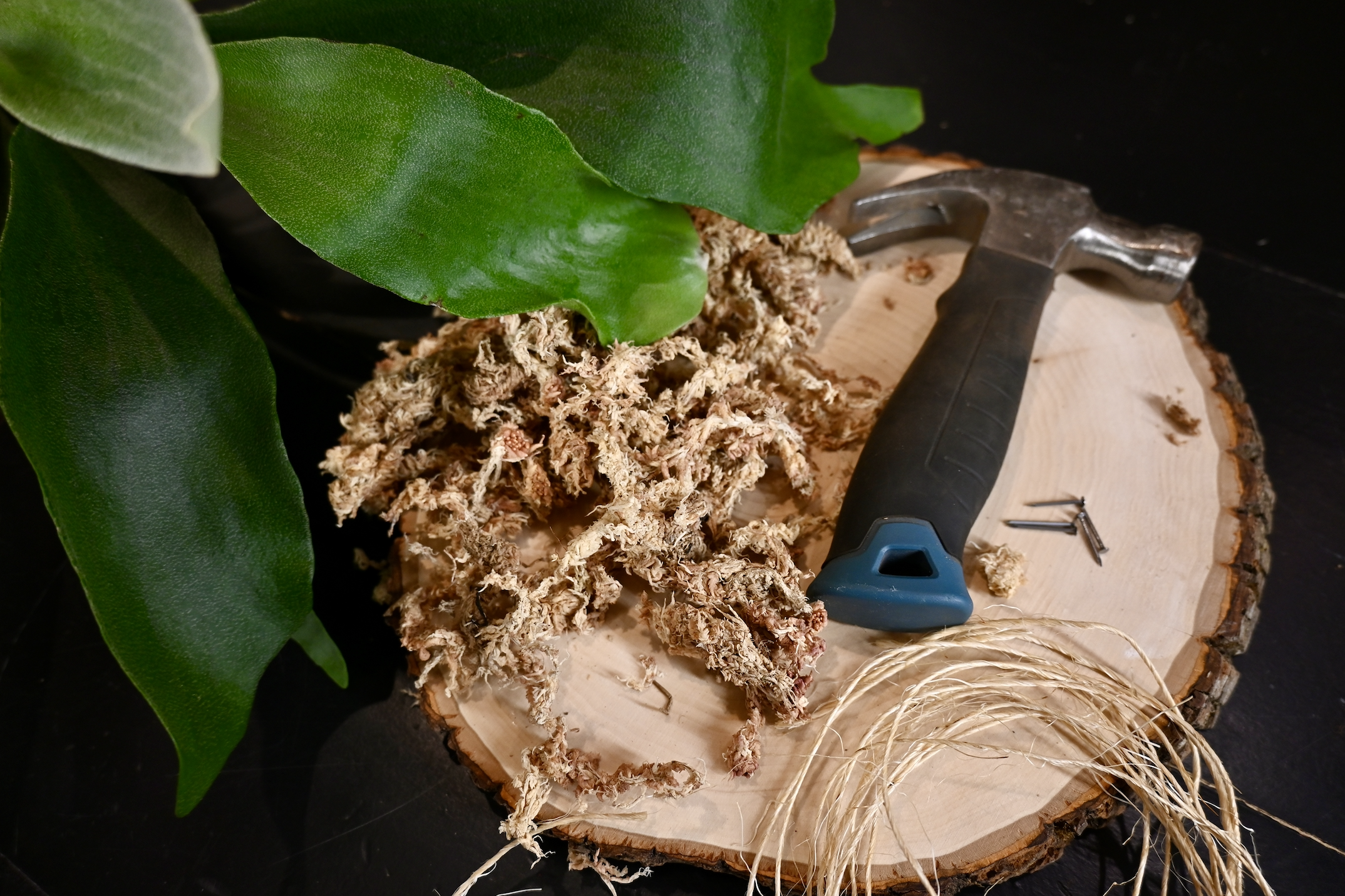 Fern Mounting Workshop, October 3rd at 12 pm