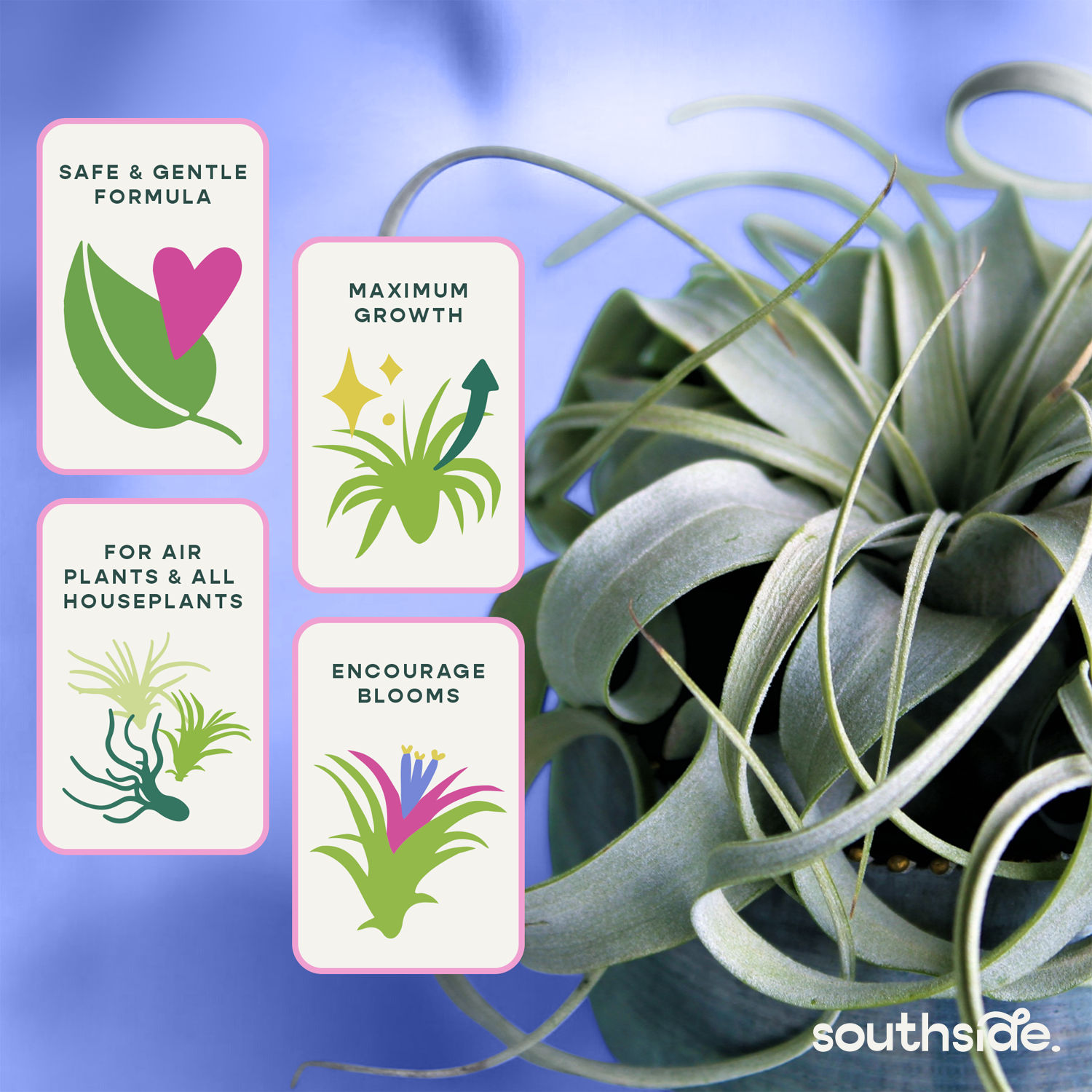 Air Plant Fertilizer: Soak