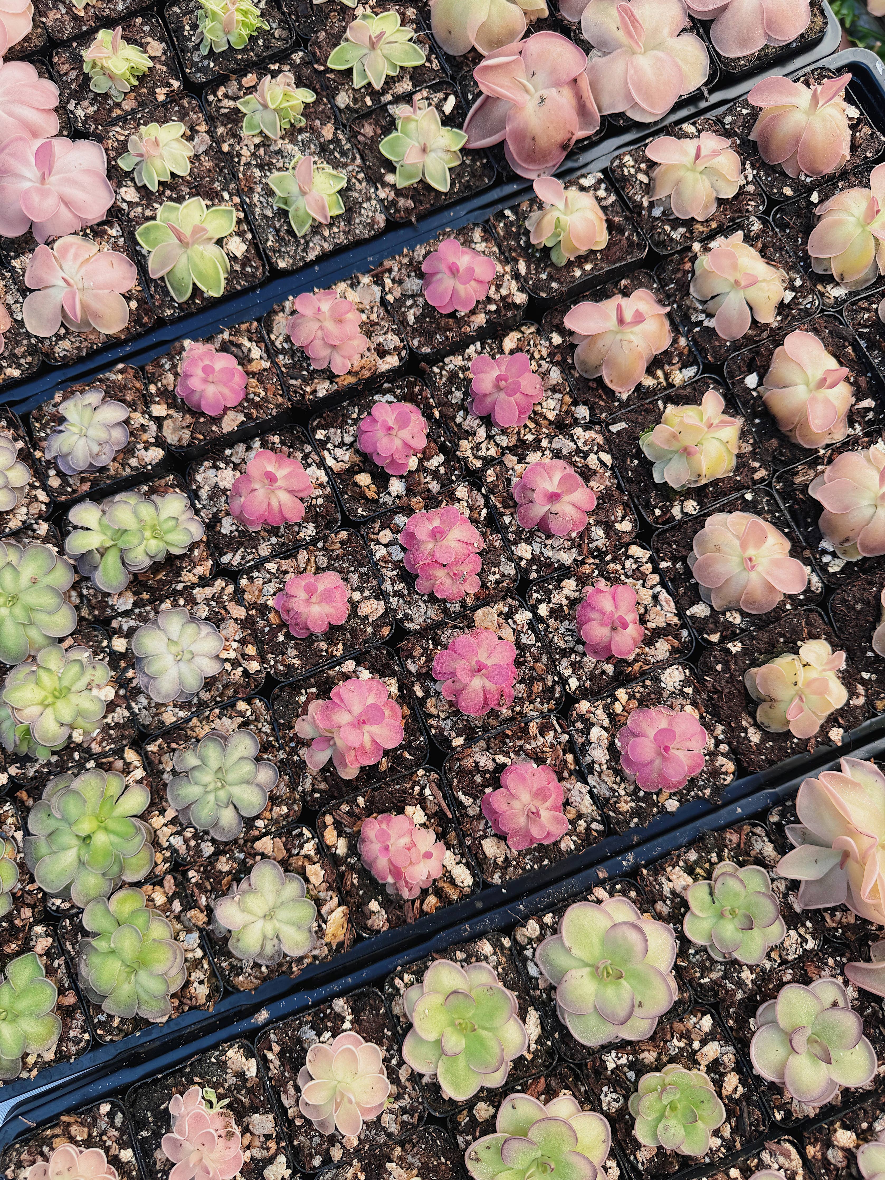 Pinguicula (Butterwort) Carnivorous Plant Bundle