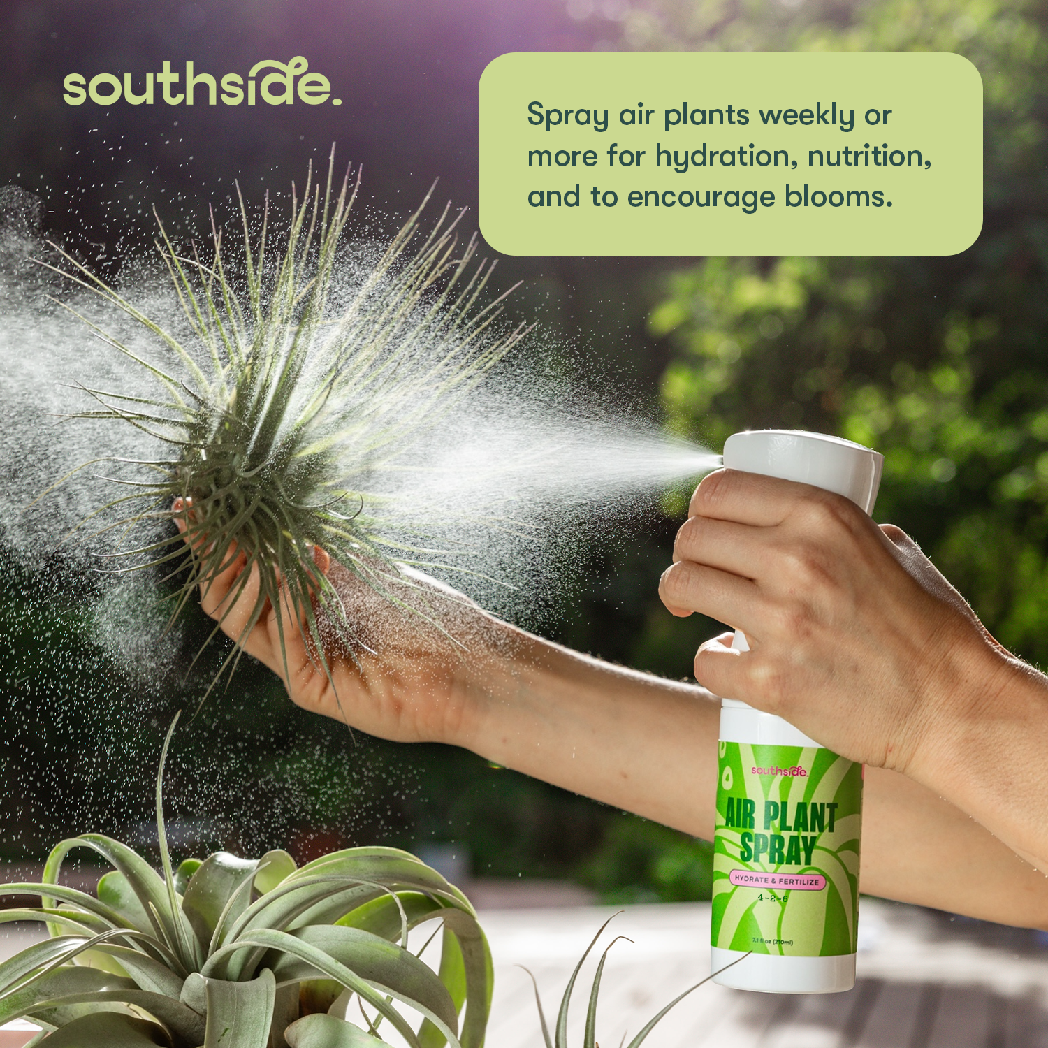 Air Plant Fertilizer: Soak