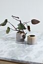 Arden Pot