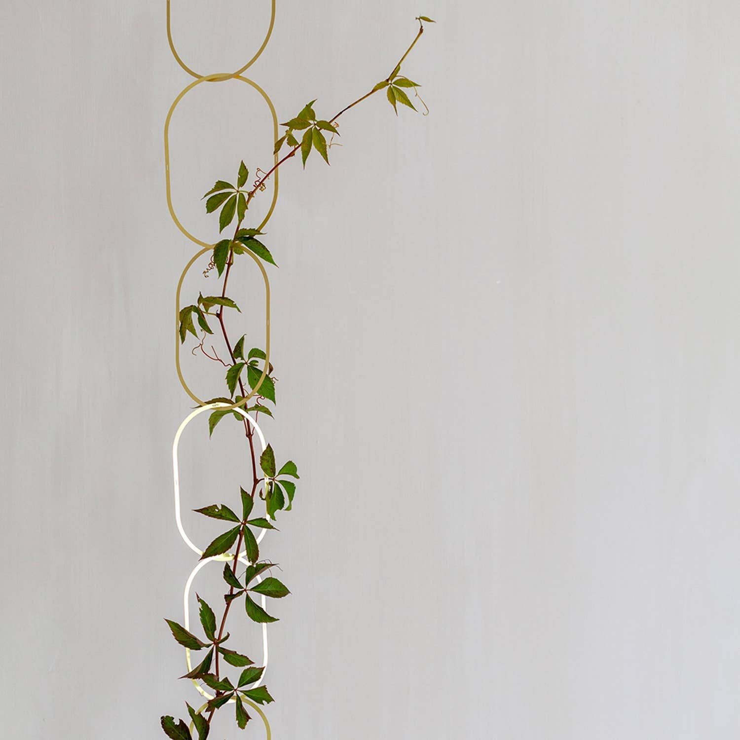 Gold Brass Chain - Plant Support for climbing plants