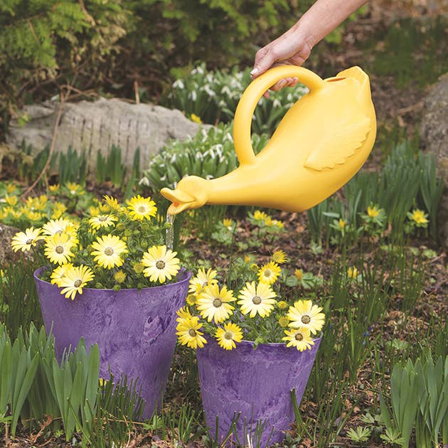 Lucky the Duck Plastic Watering Can