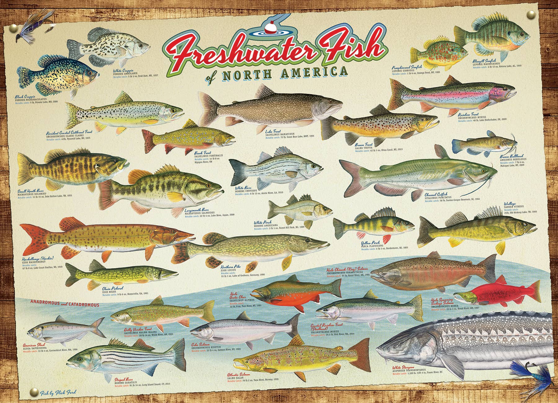 Freshwater Fish of North America Puzzle