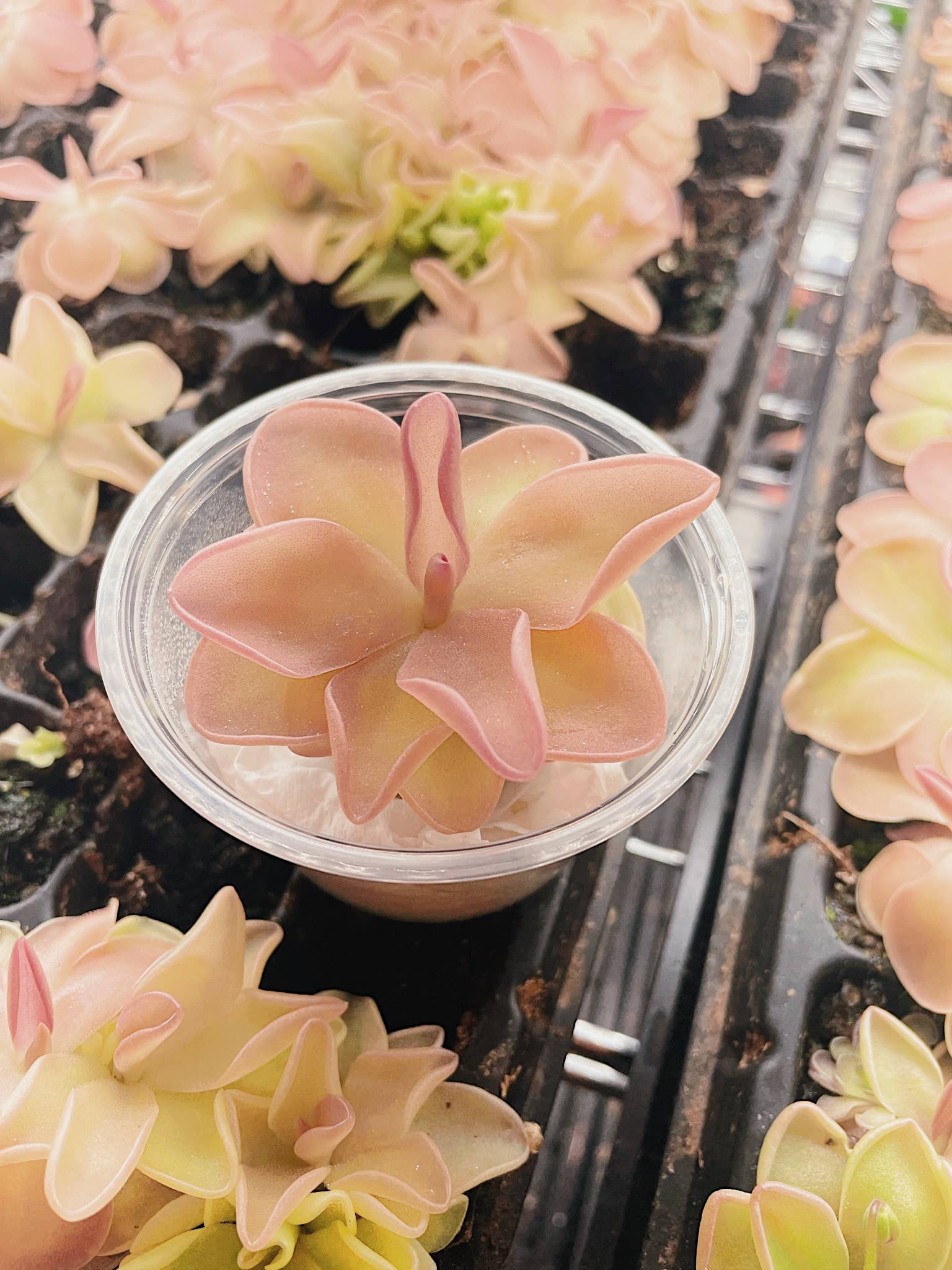 Pinguicula (Butterwort) Carnivorous Plant Bundle