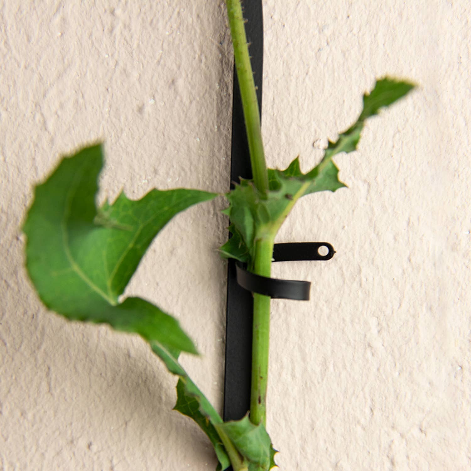 Black Brass Chain - Plant Support for climbing plants