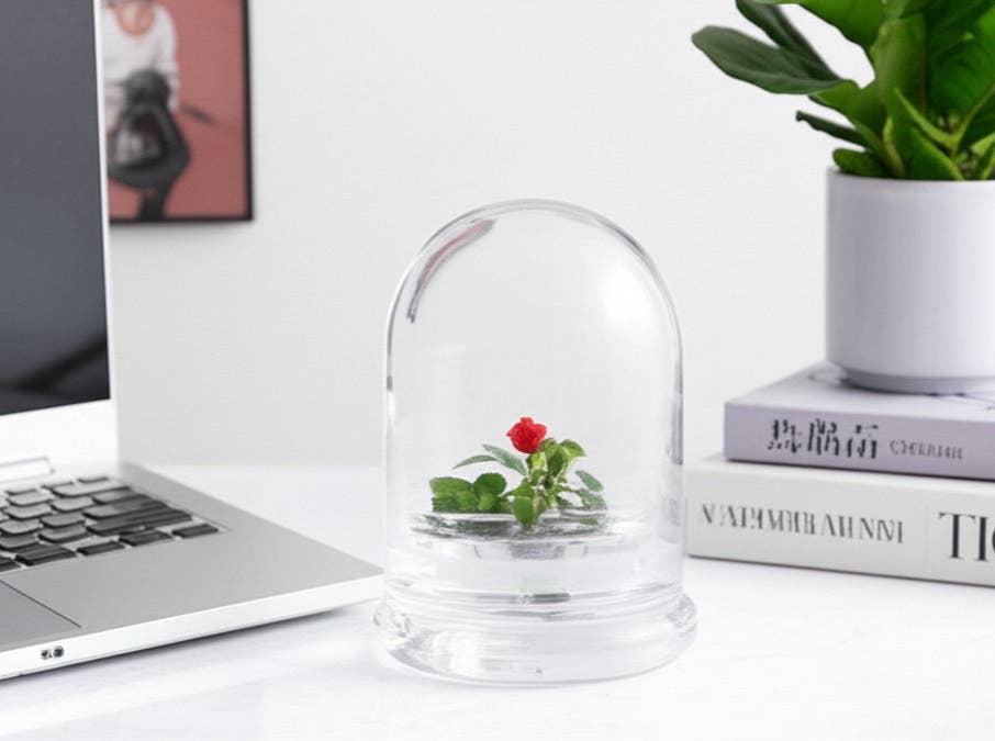 Small Glass Dome