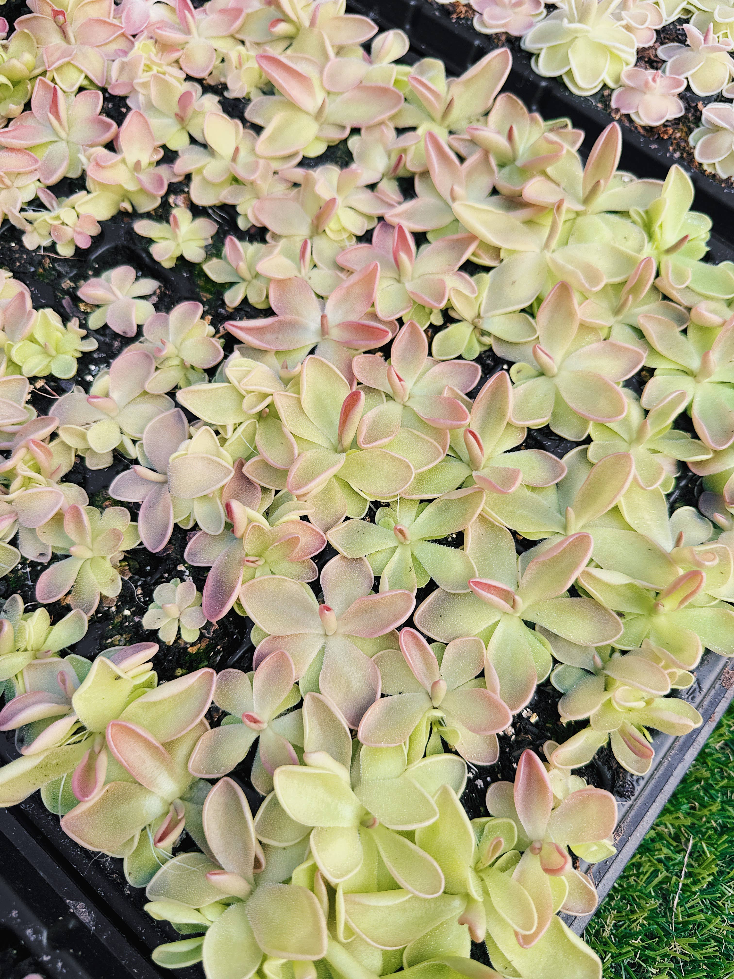 Pinguicula (Butterwort) Carnivorous Plant Bundle