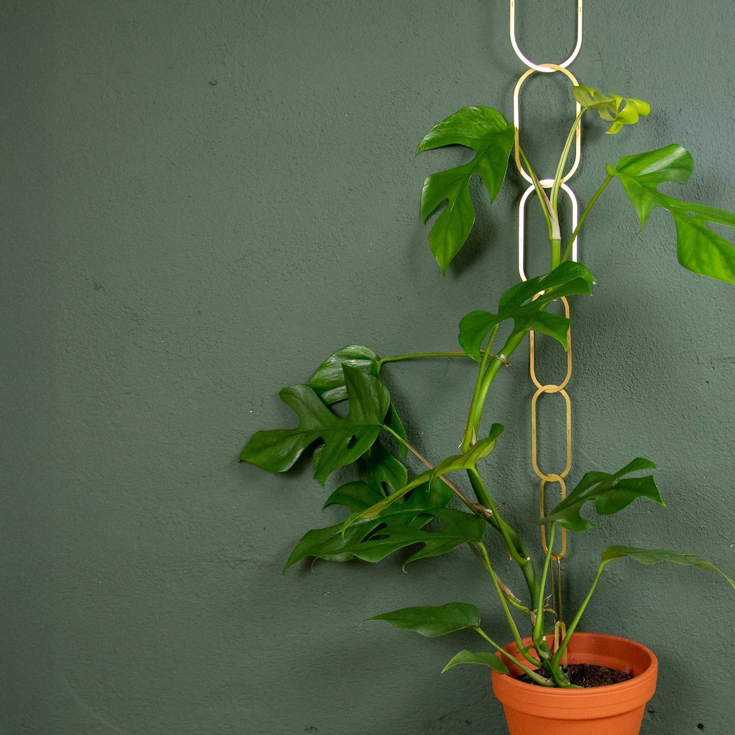 Gold Brass Chain - Plant Support for climbing plants