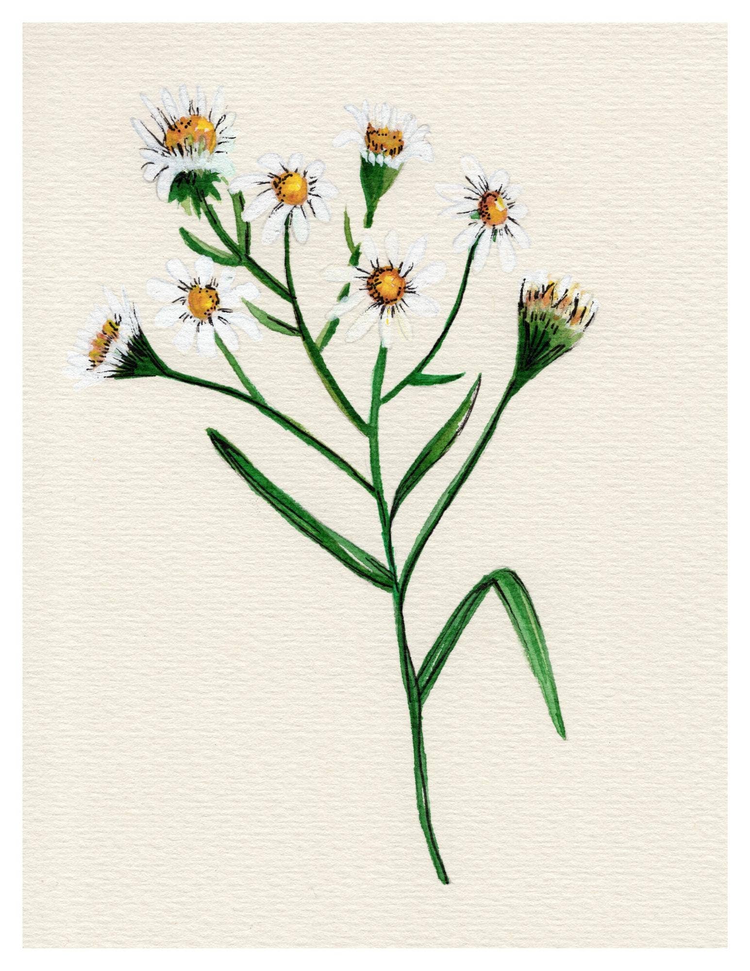 Wildflower Watercolor Print Botanical Wall Art