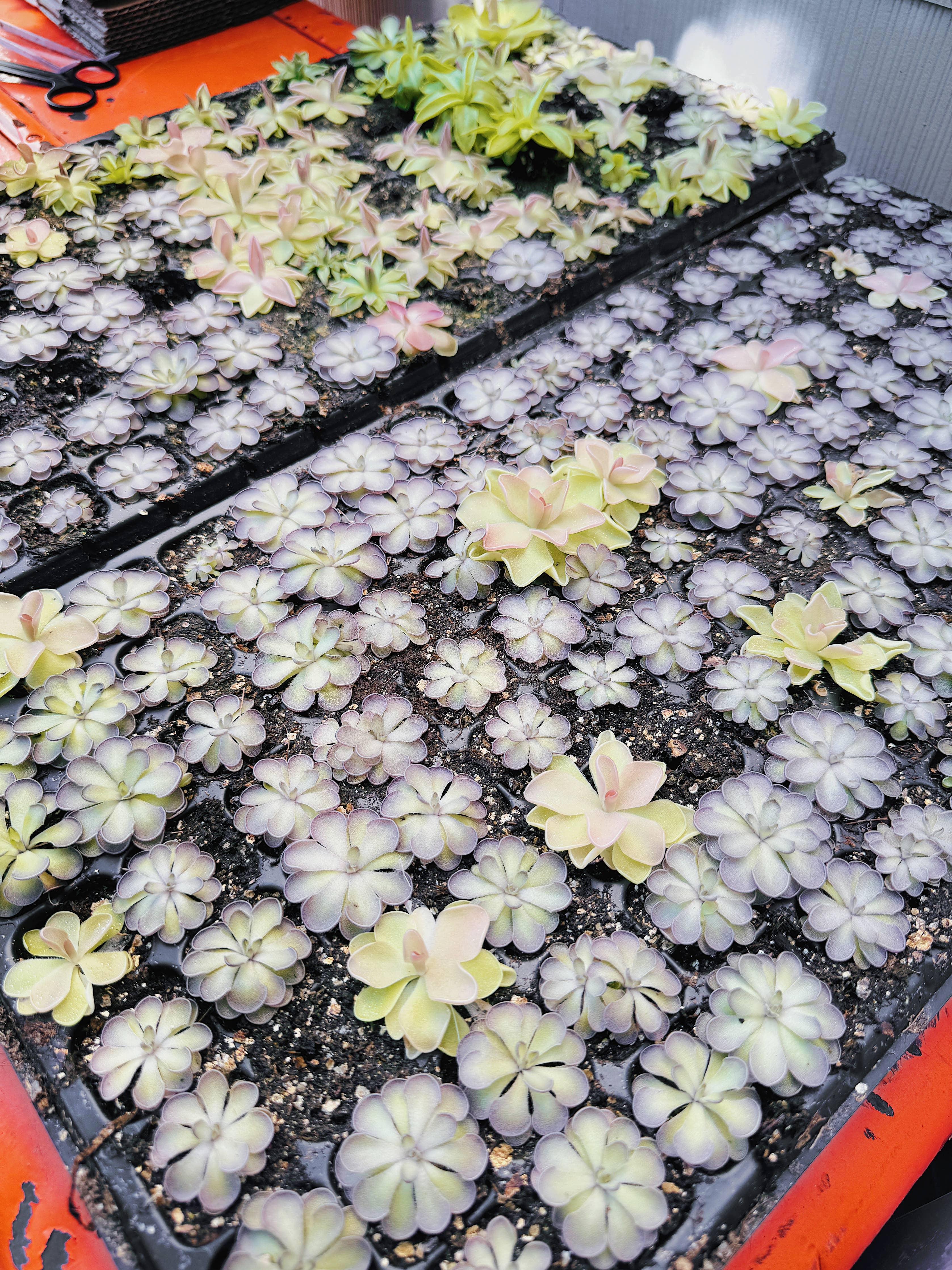 Pinguicula (Butterwort) Carnivorous Plant Bundle