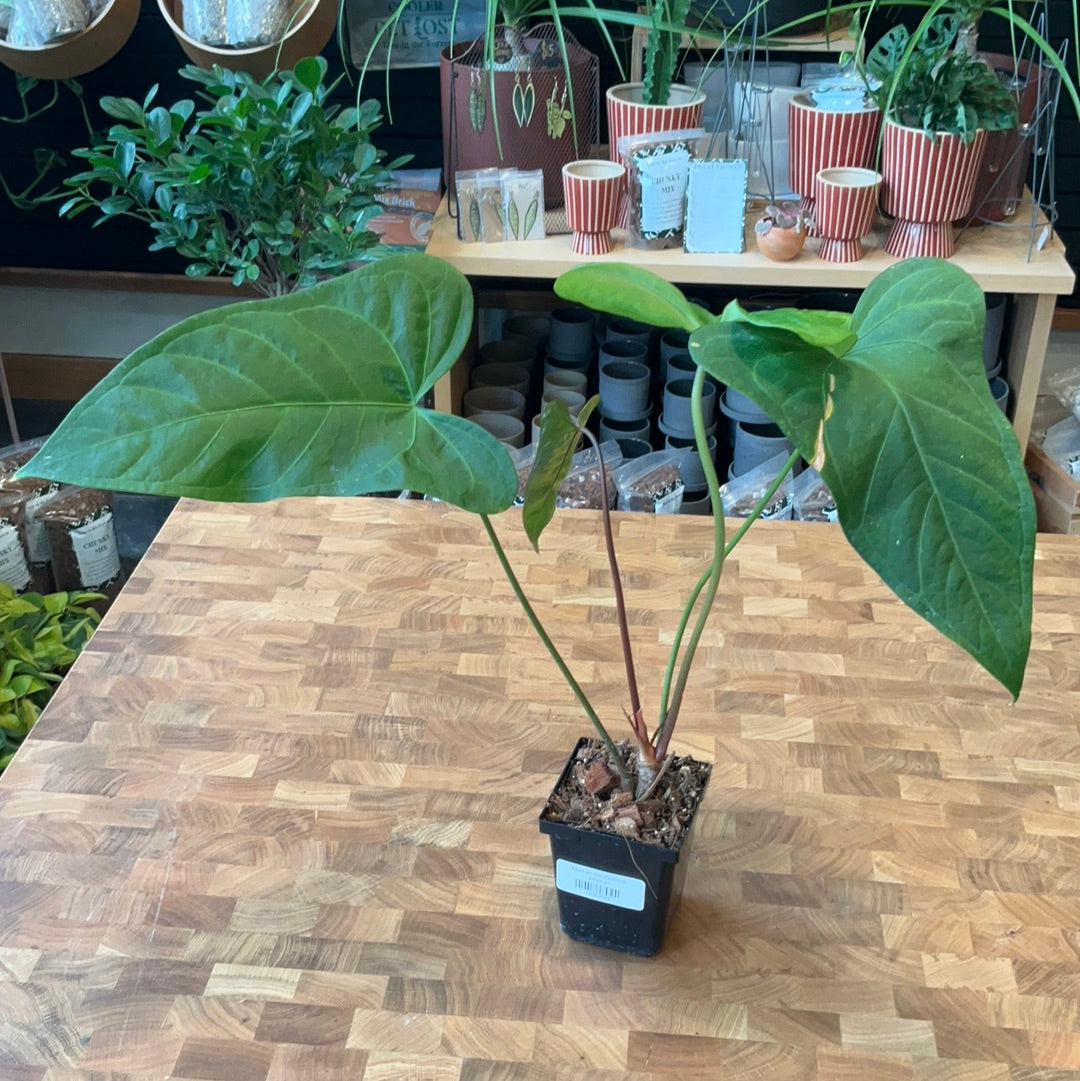 anthurium moronenses Anthurium Magnificum x Anthurium Moronense