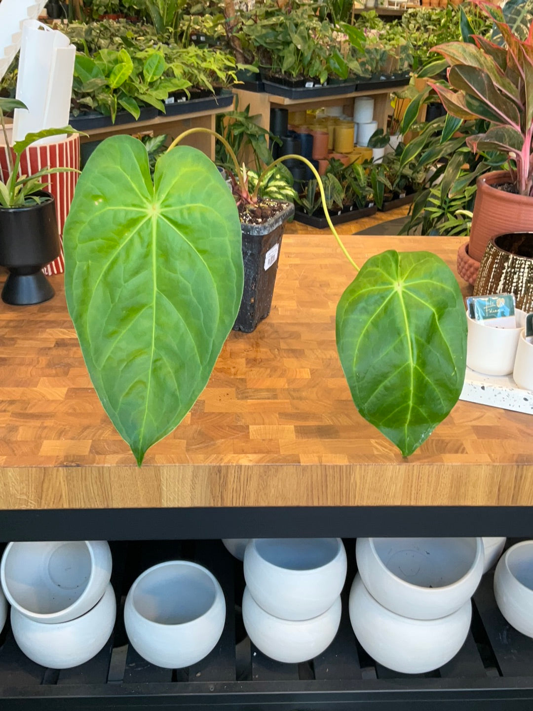 anthurium zebrina Anthurium Magnificum "Verde"