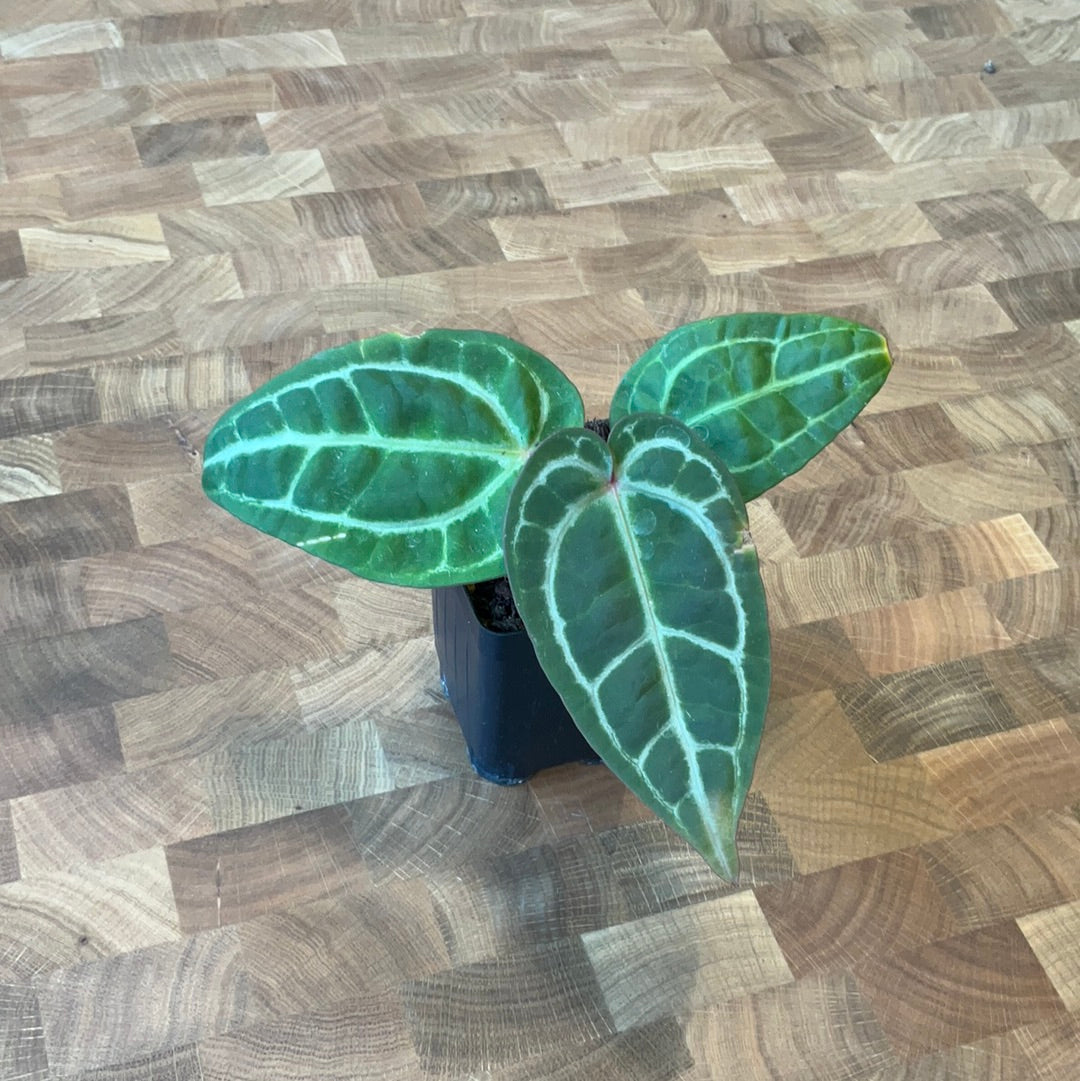 Anthurium (Michelle x Zara) x Black Velvet EP