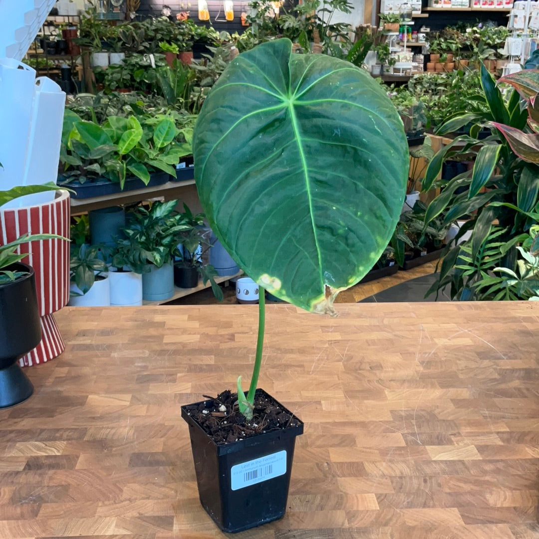 Anthurium Angamarcanum