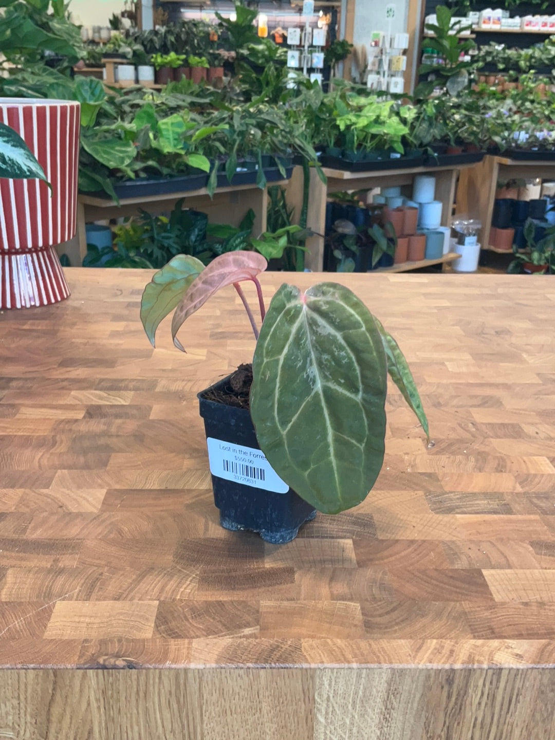 anthurium michelle x zara Anthurium (Michelle x Zara) x Black Velvet EP Variegated